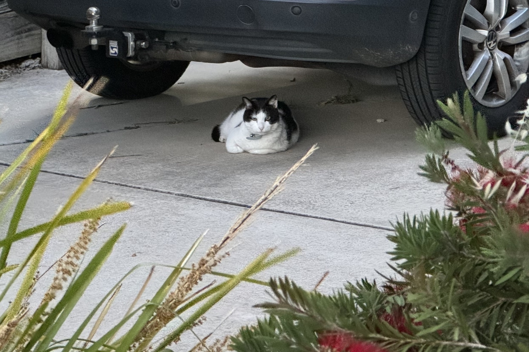 A black and white cat lying under a car on a driveway.