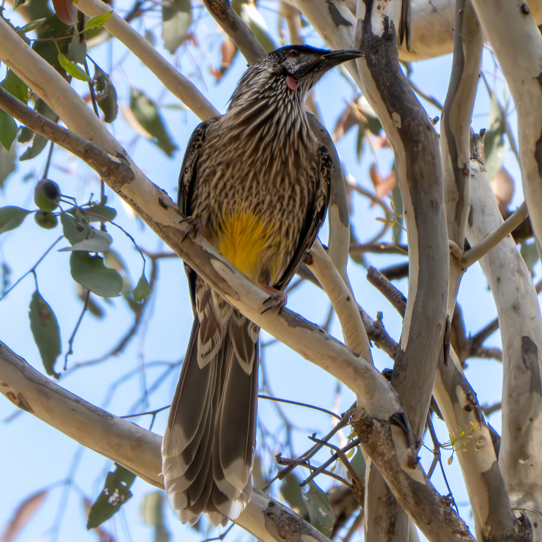 Wattlebird in a gumtree