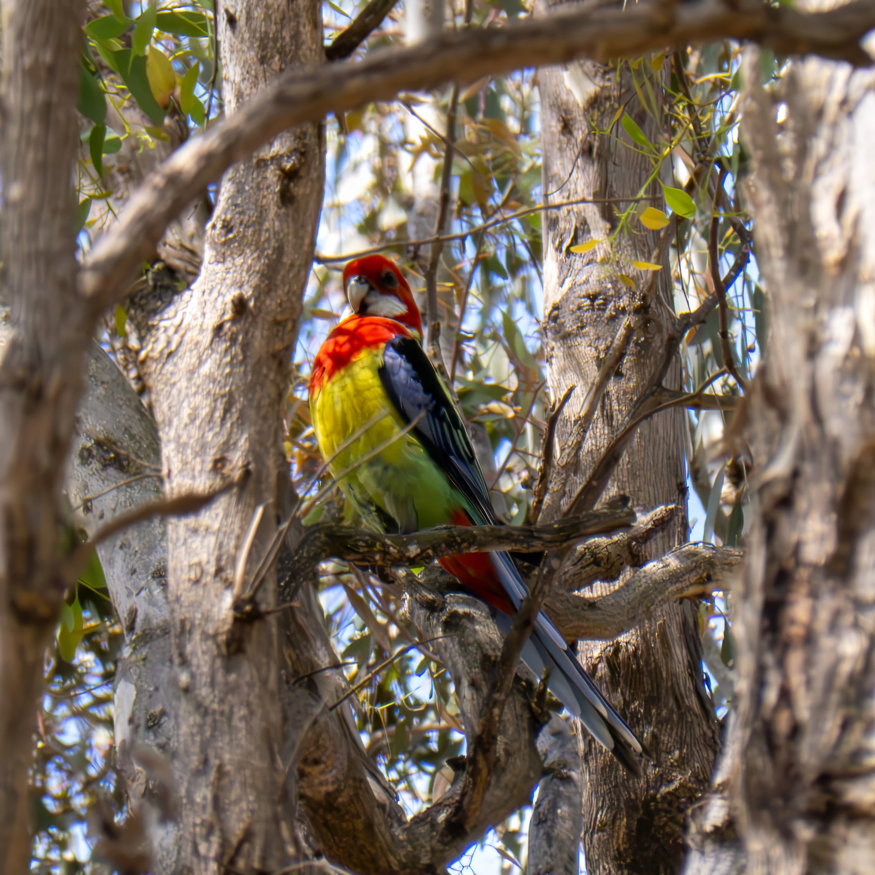 Eastern rosella in a gumtree.