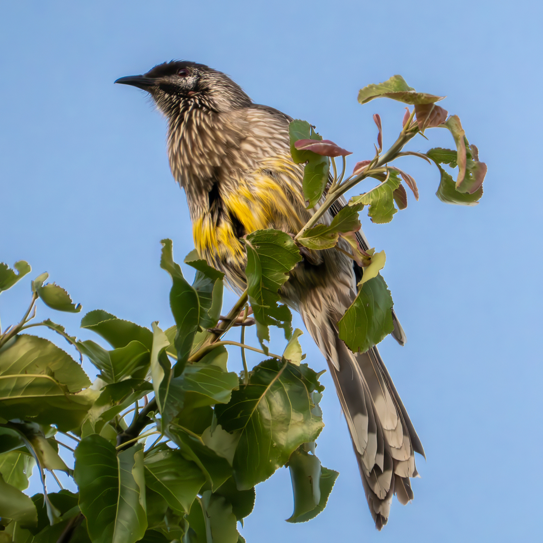 A wattlebird sitting at the top of a tree.