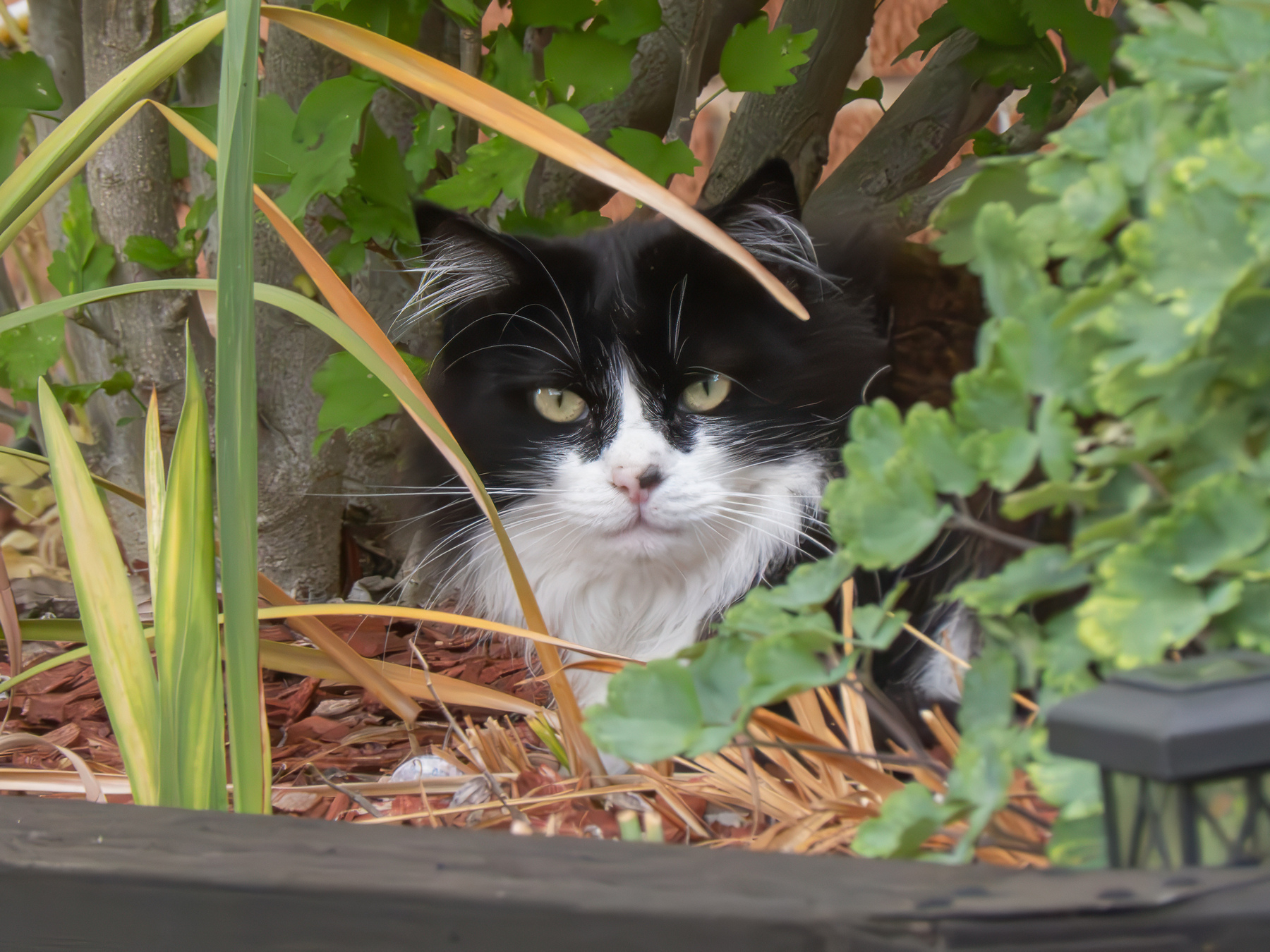 A black and white cat hiding in a garden bed looking at me.