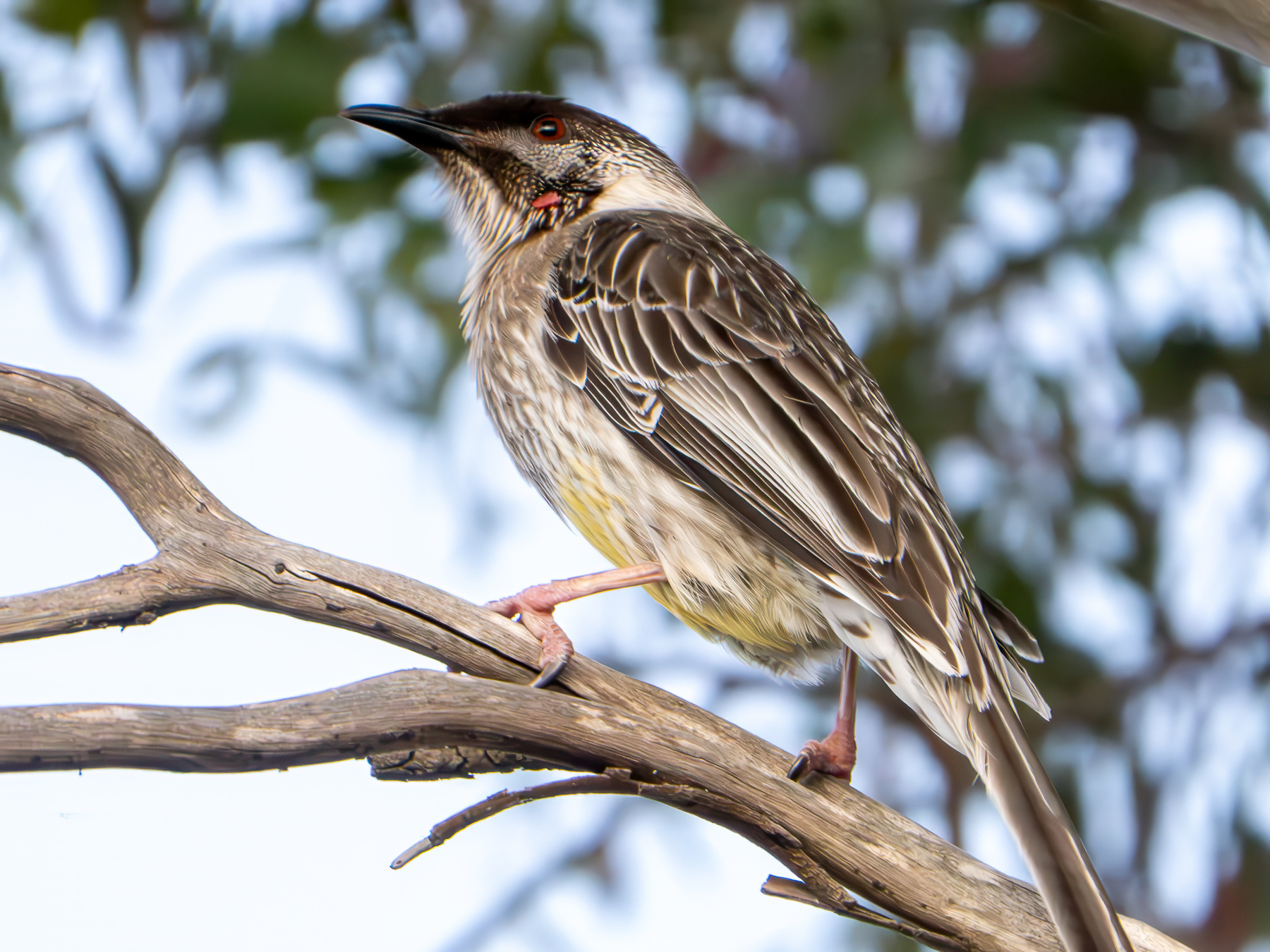 A wattlebird in a tree.