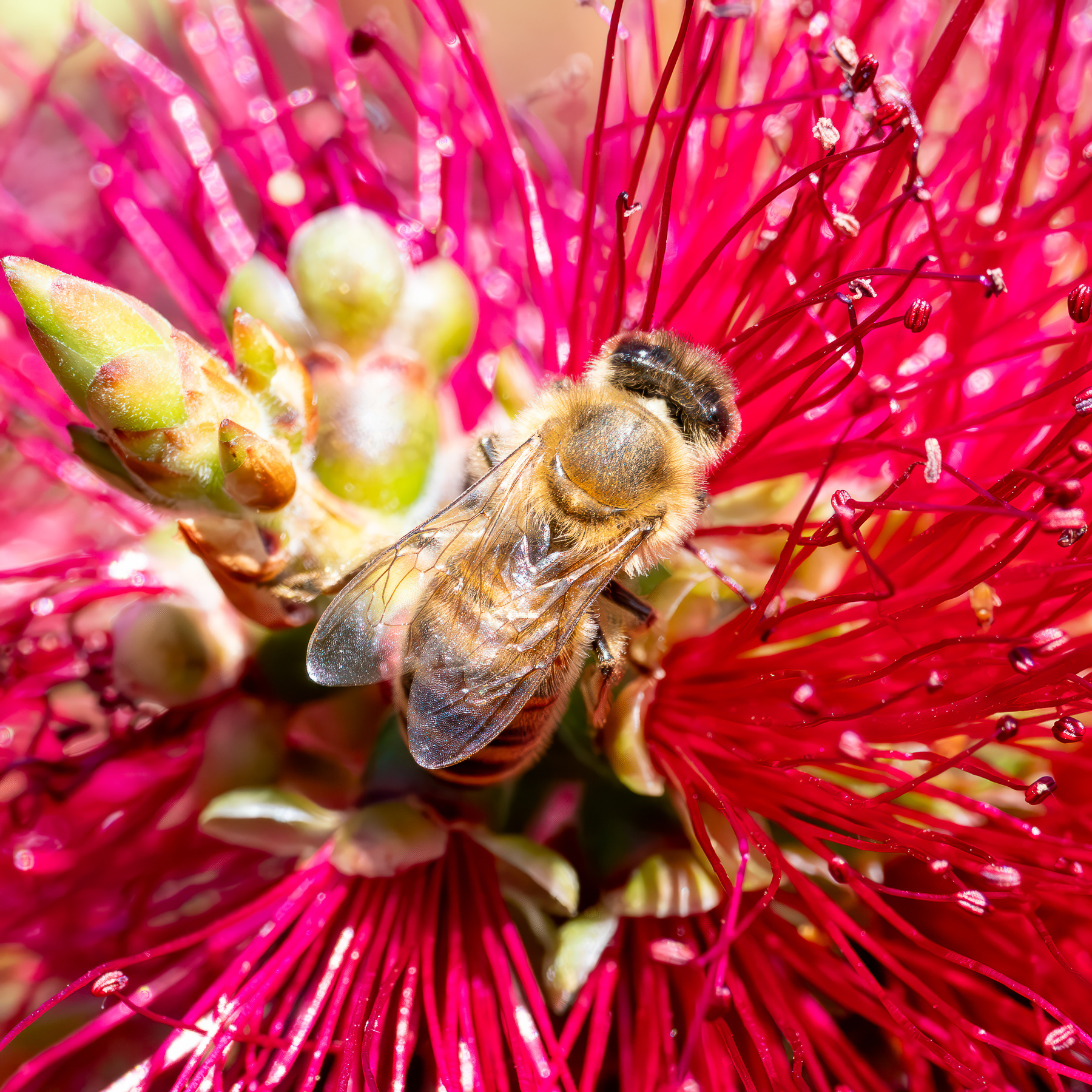 A bee climbing over a bottlebrush flower.