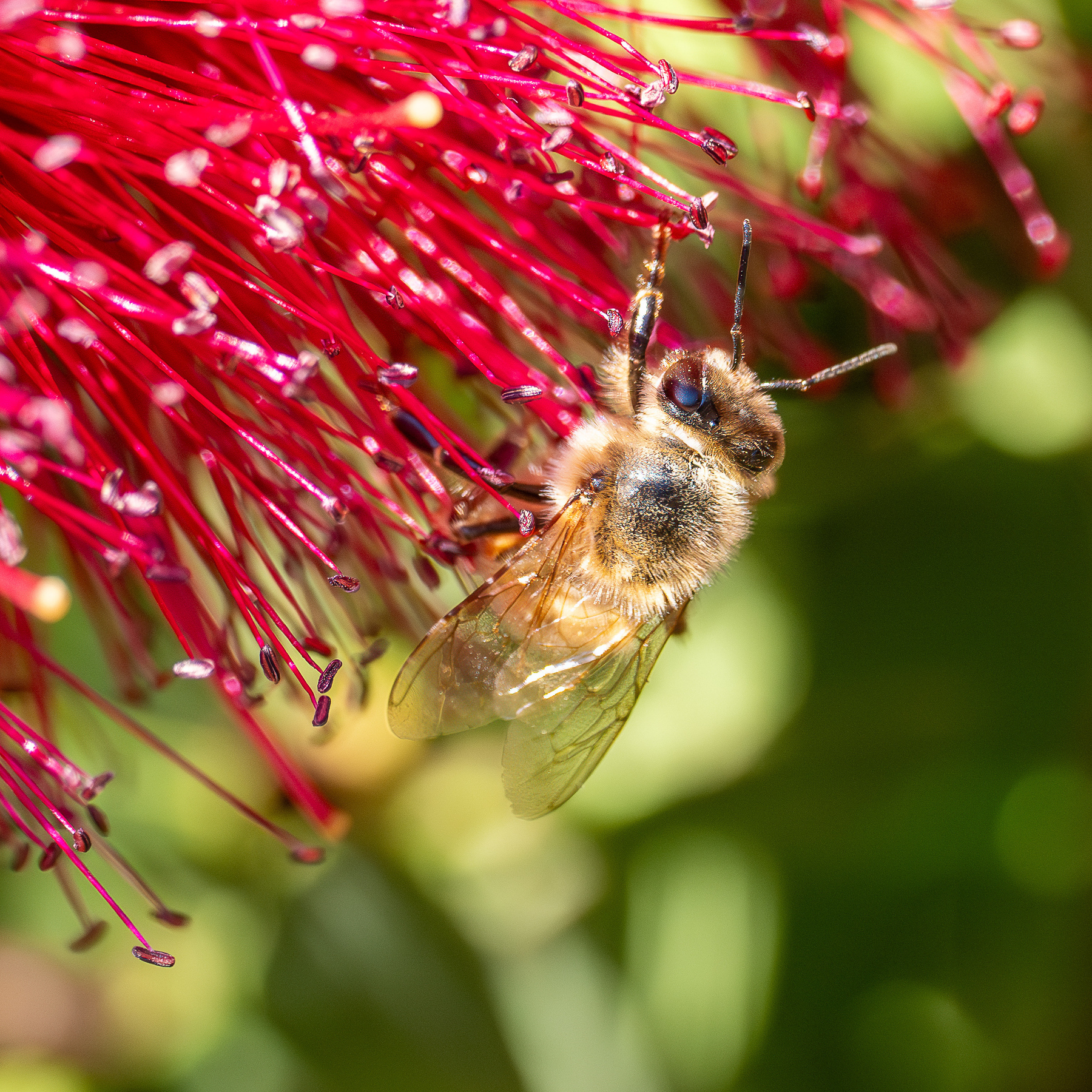 A bee on a bottlebrush