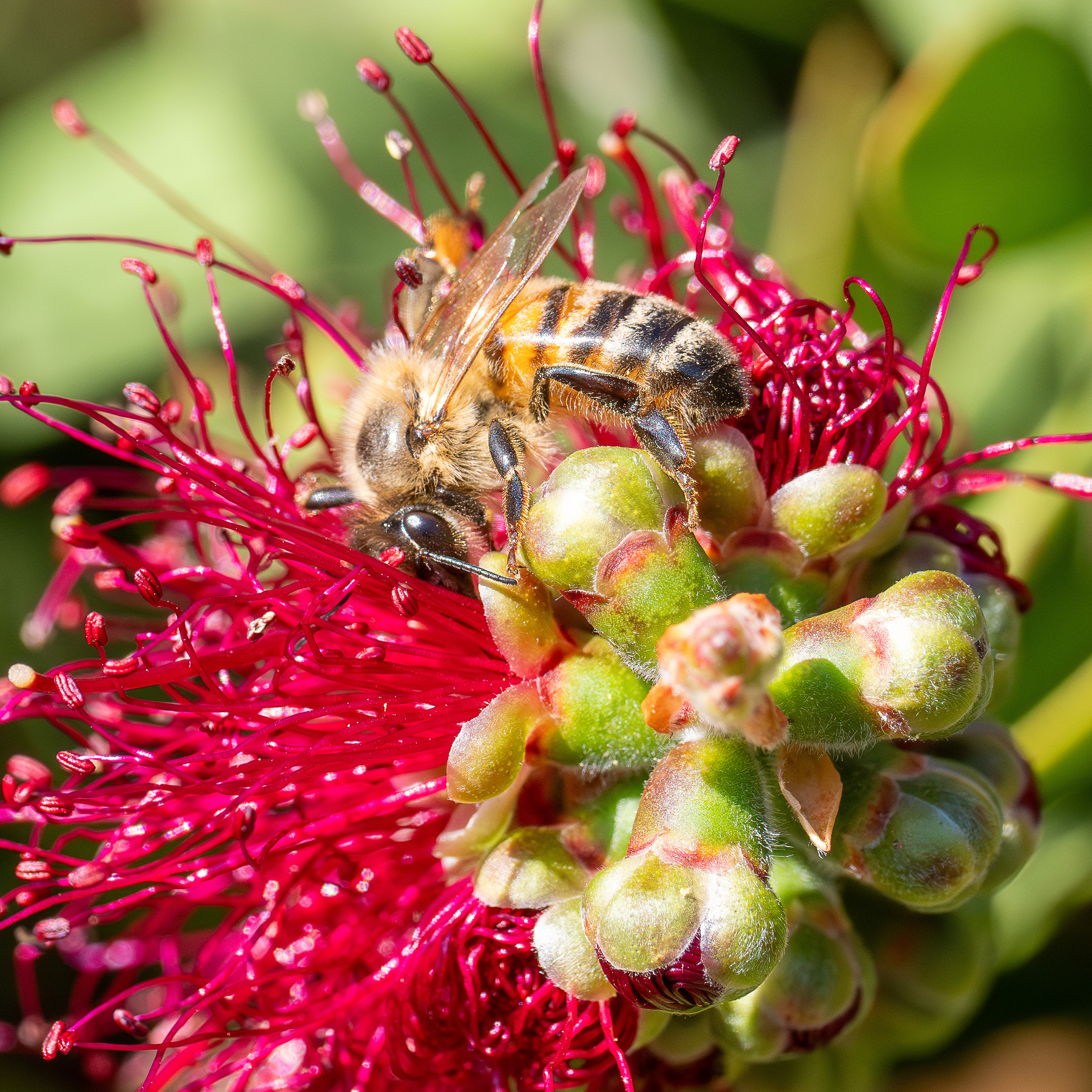 A bee on a bottlebrush