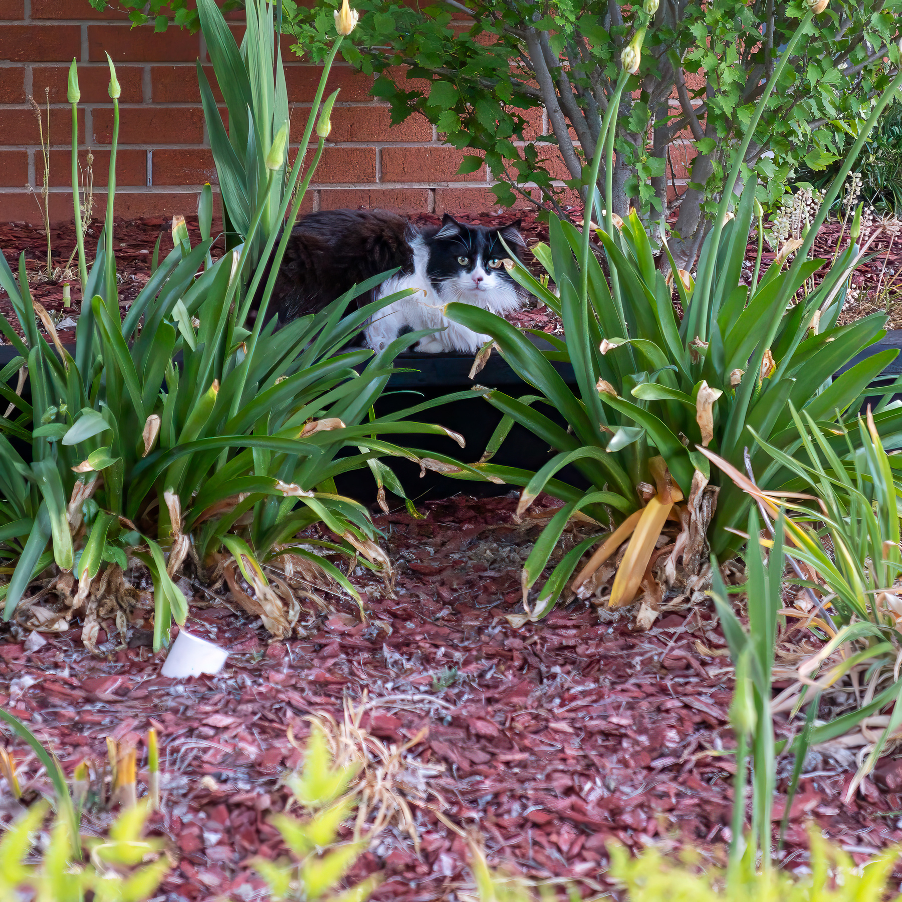 A black and white car hiding in a garden bed looking at me.