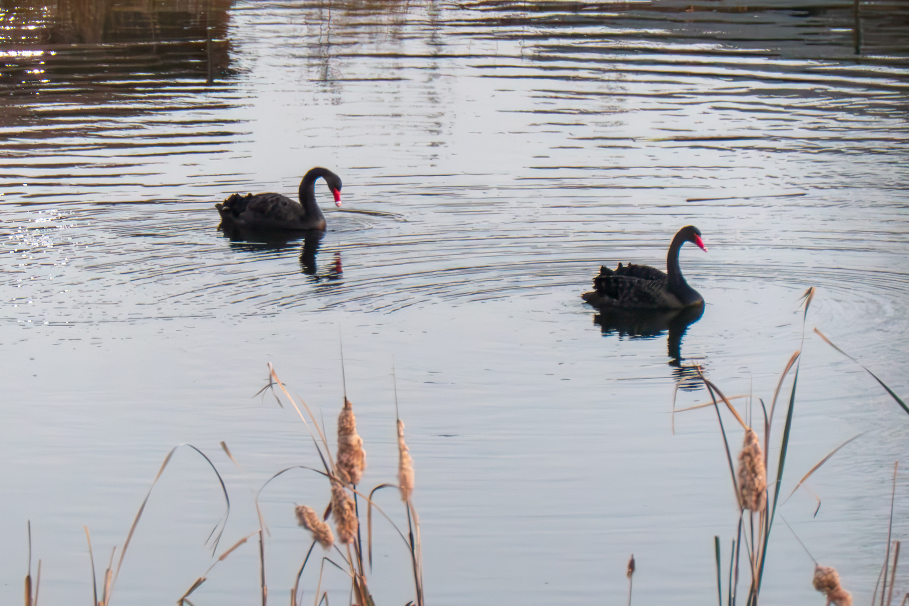 Two black swans on a small pond.