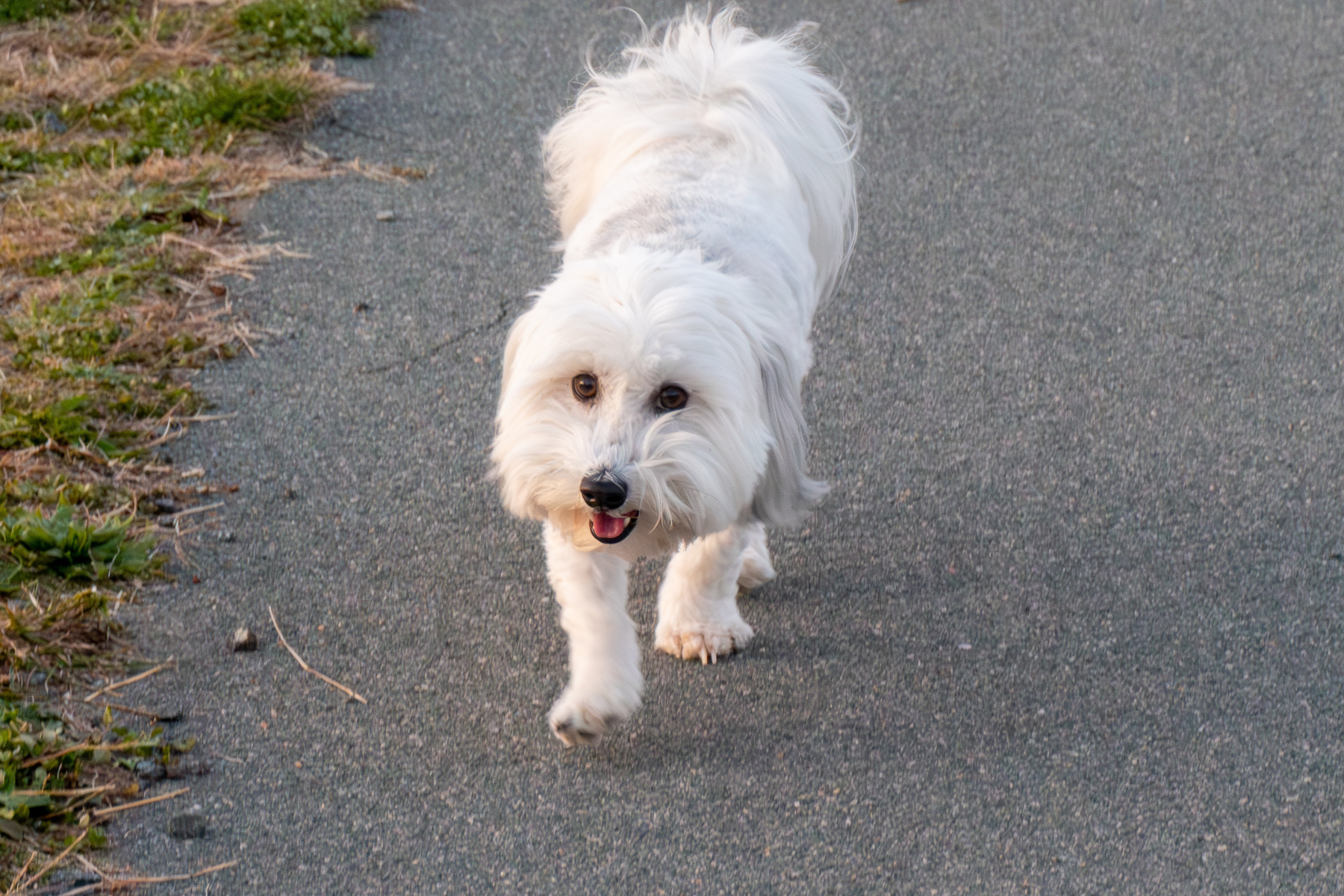 Trinket, a white fluffy havanese dog running along a path