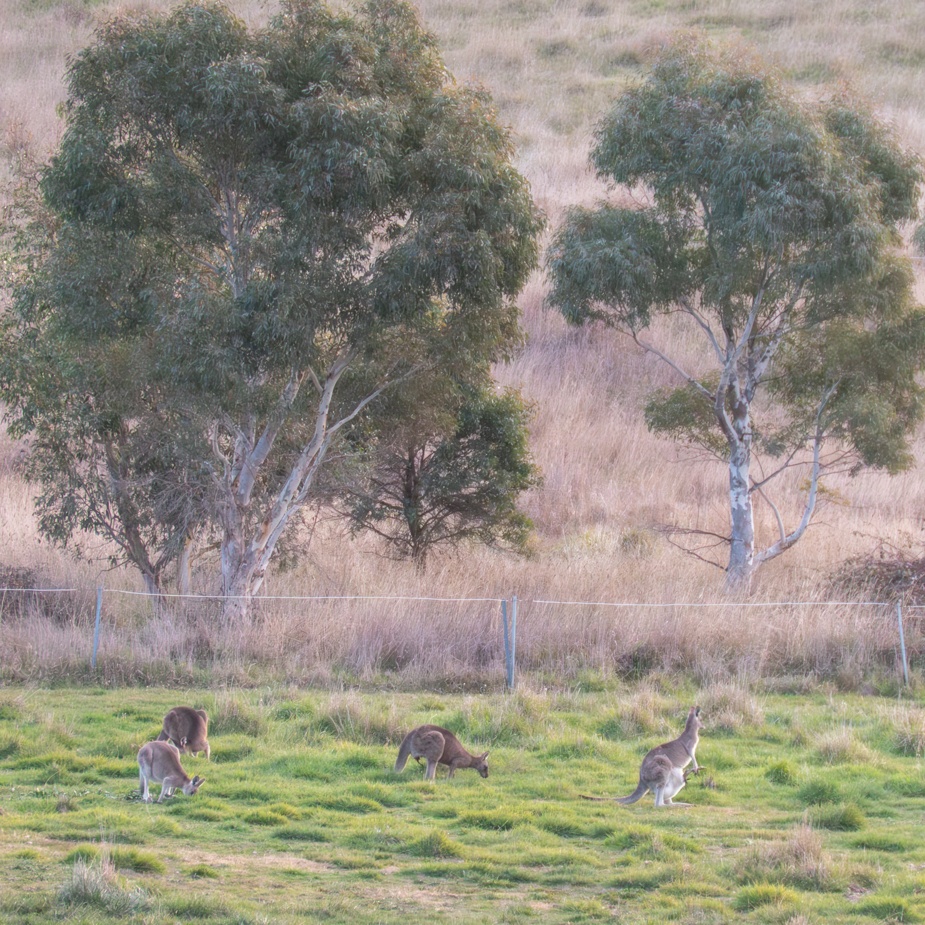 A small mob of eastern grey kangaroos eating some grass with two gumtrees in the back ground.