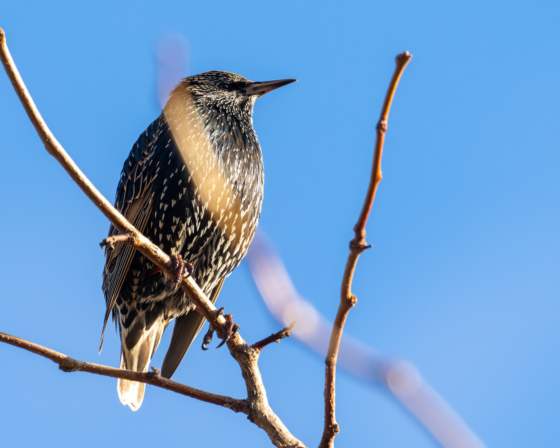 A starling sitting on a branch with no leaves, clear blue sky in the background.