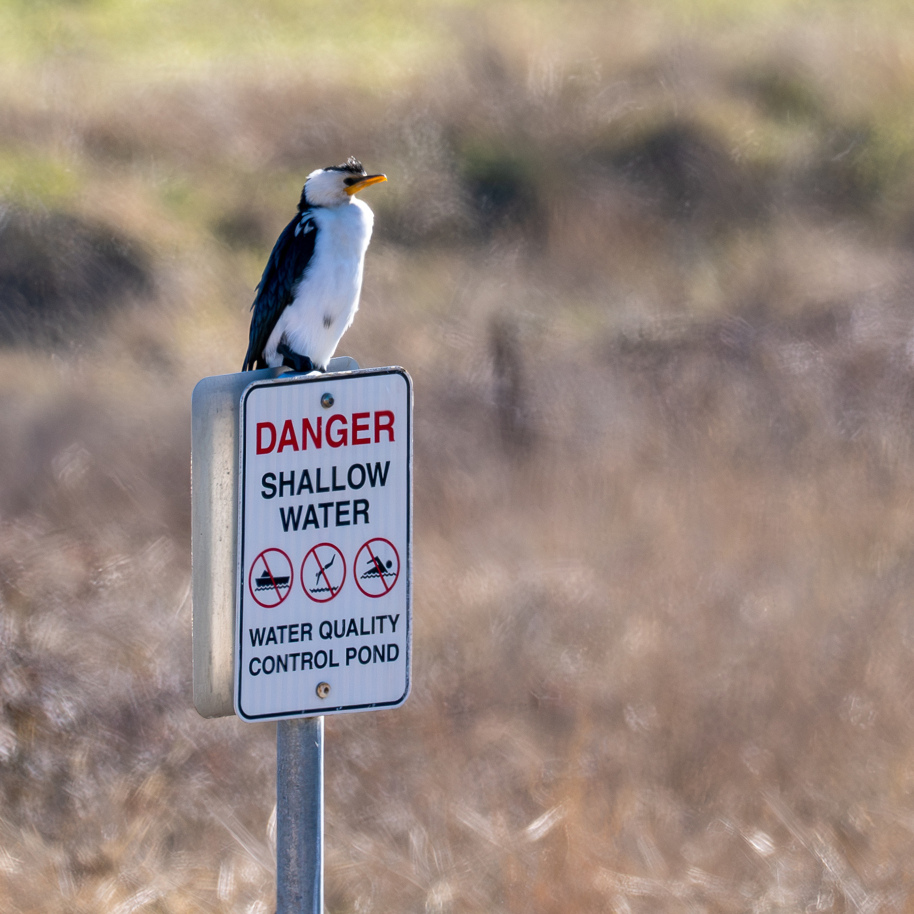 A cormorant sitting on a sign that reads ‘Danger Shallow Water’