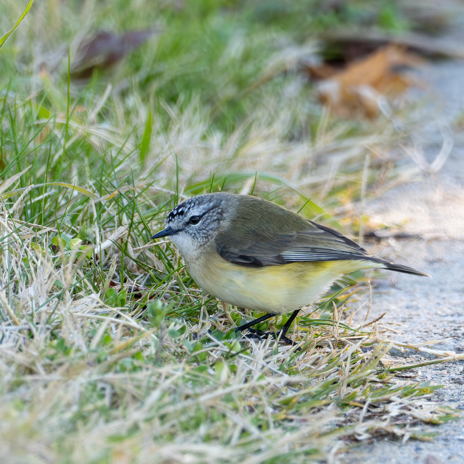 A yellow-rumped thornbill on the ground.