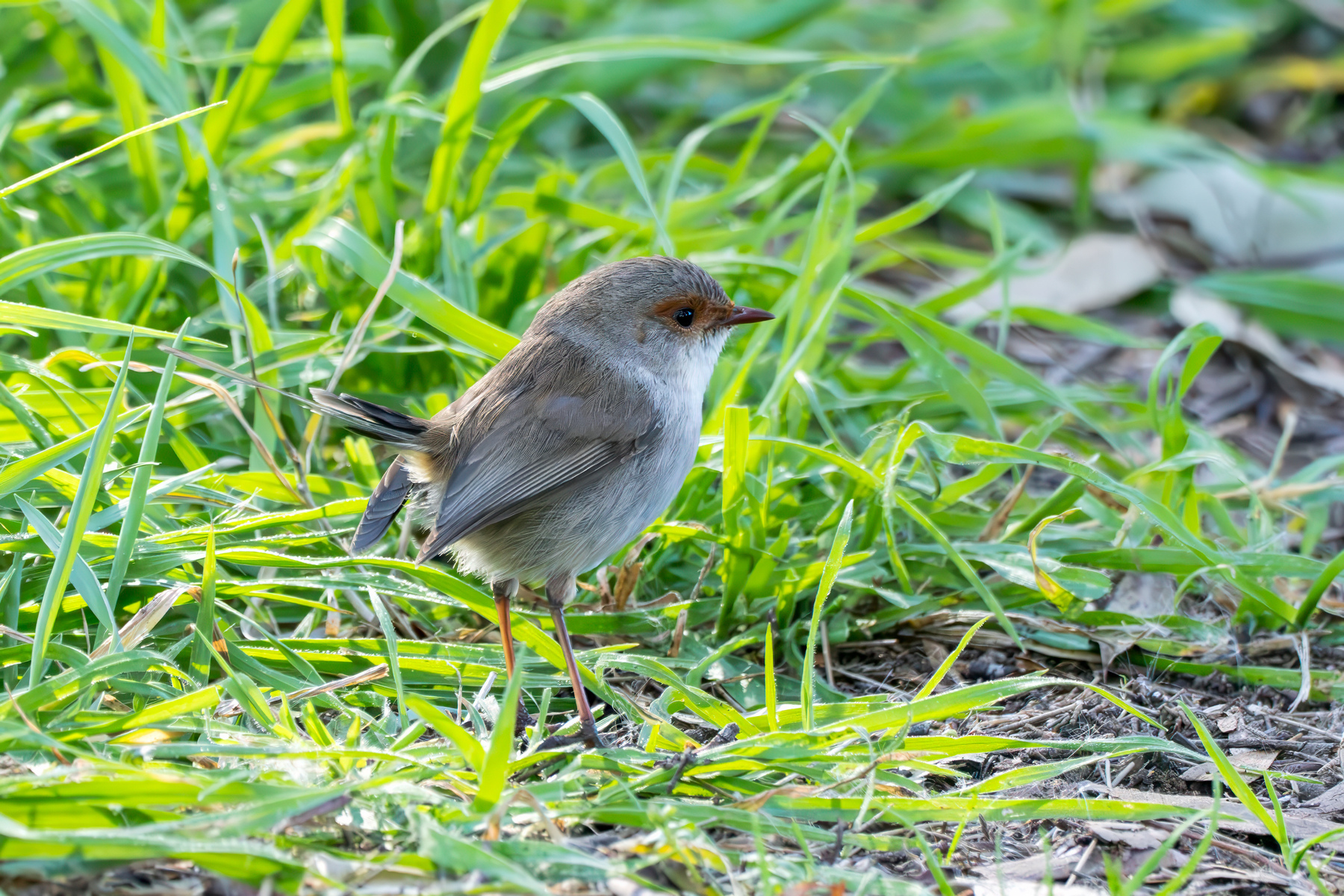 Supberb Fairywren standing in some grass at the edge of the path