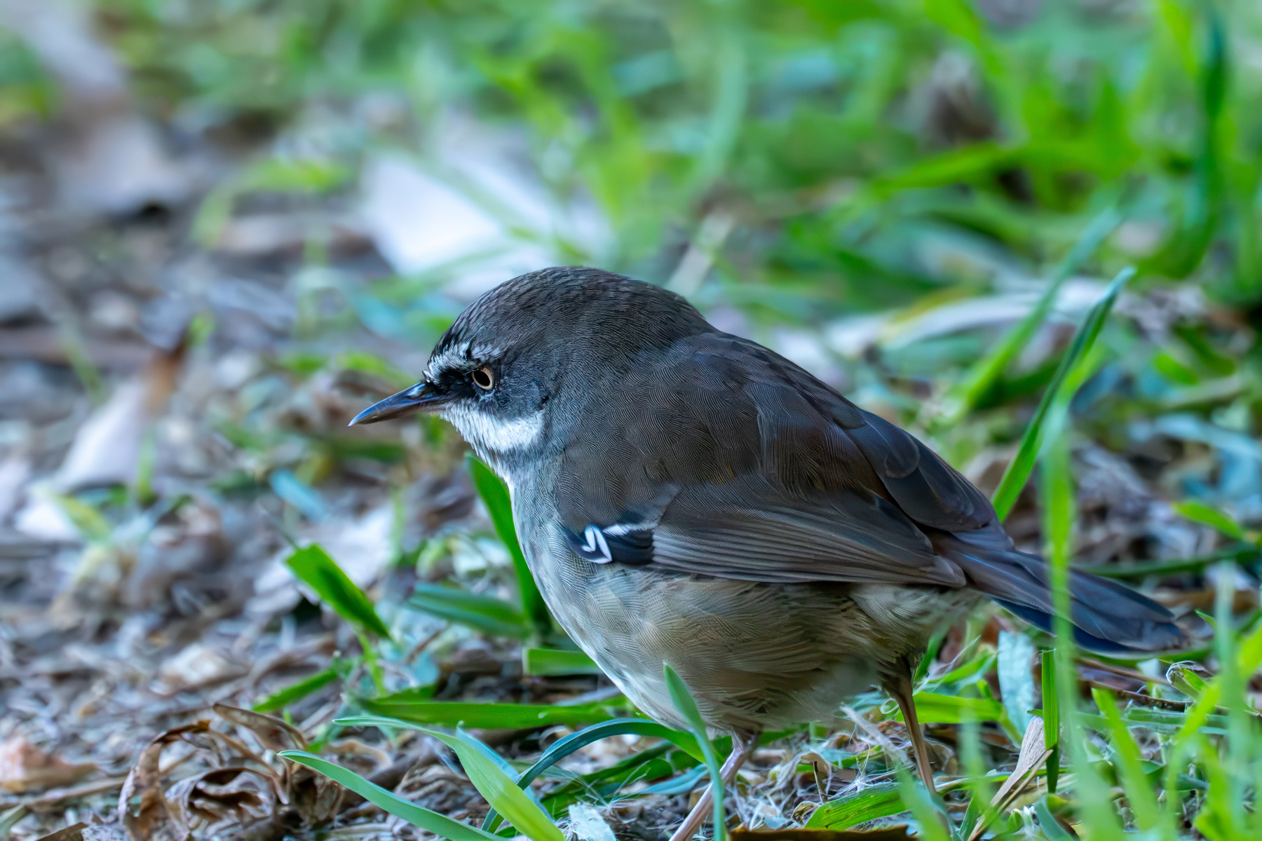 A scrubwren standing in the grass at the edge of a path.