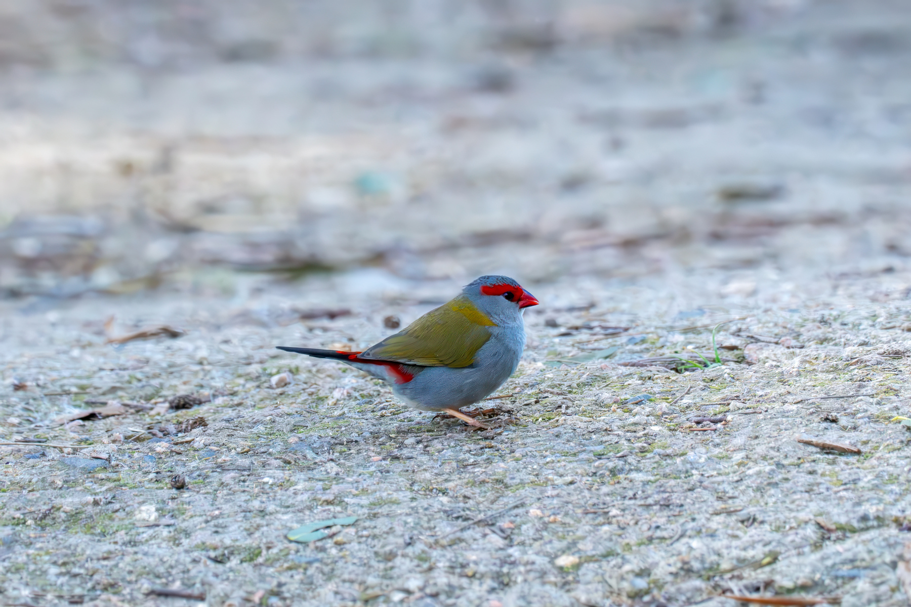 A red-browed fiuinch standing on the path.