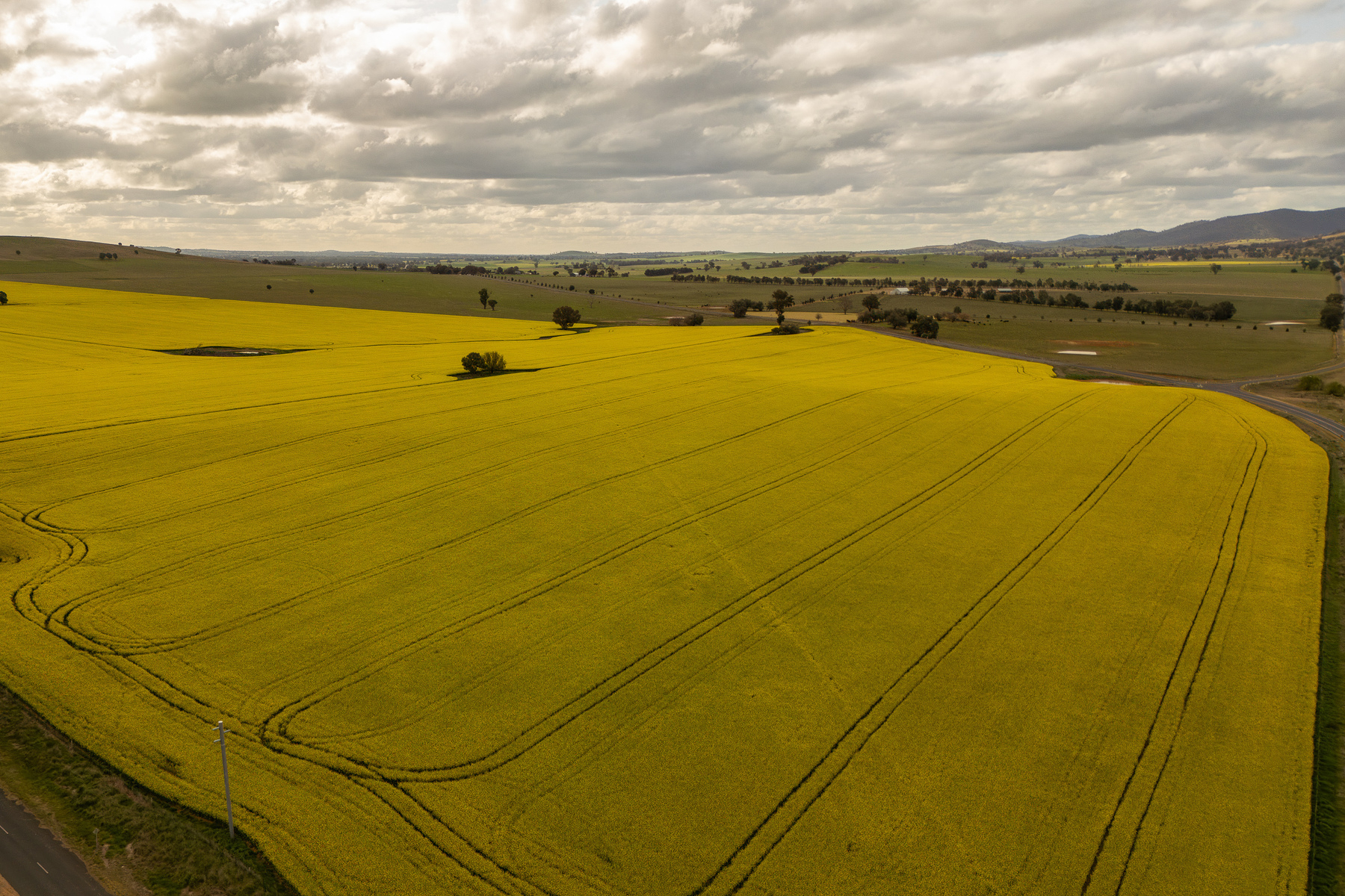 Aerial photos of a canola field