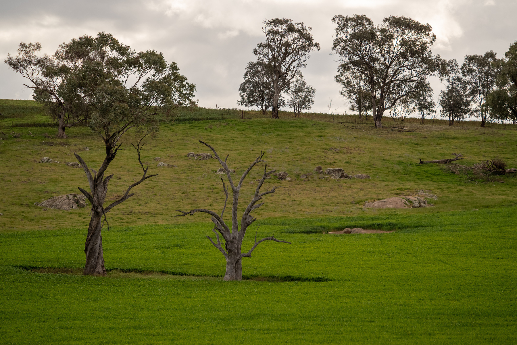 Tree trees in a green field