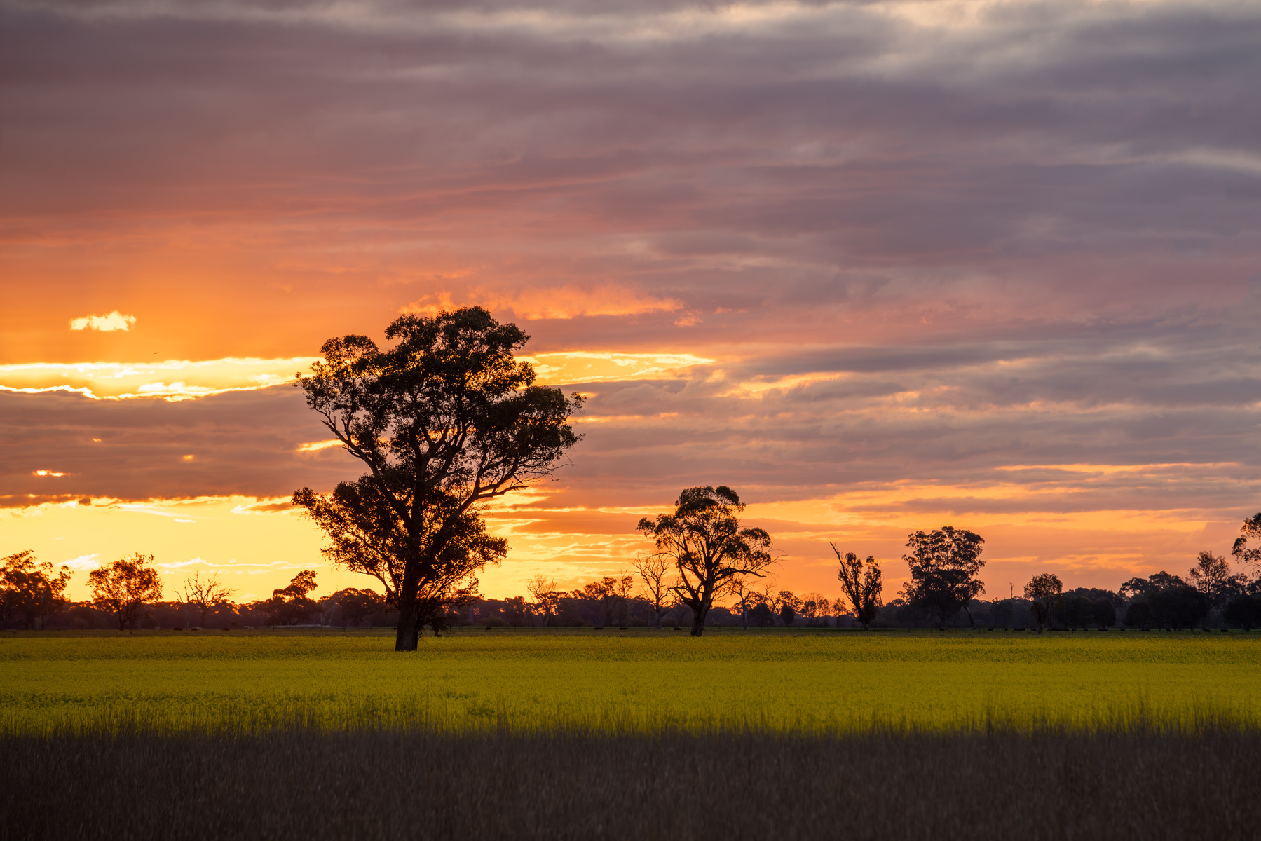 Sunset - a tree in a canola field with a cloudy sunset in the background.