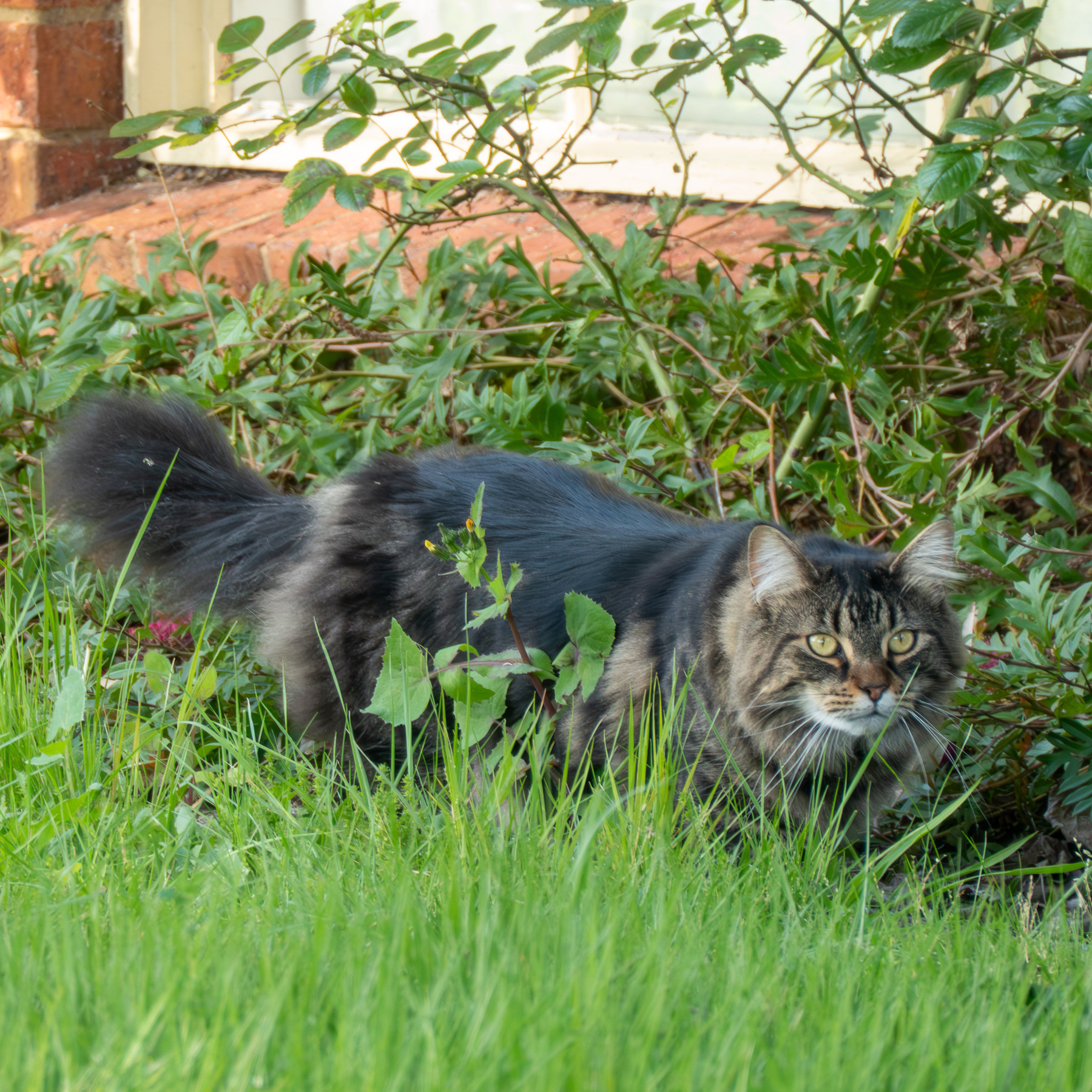 A car stalking me through some grass.