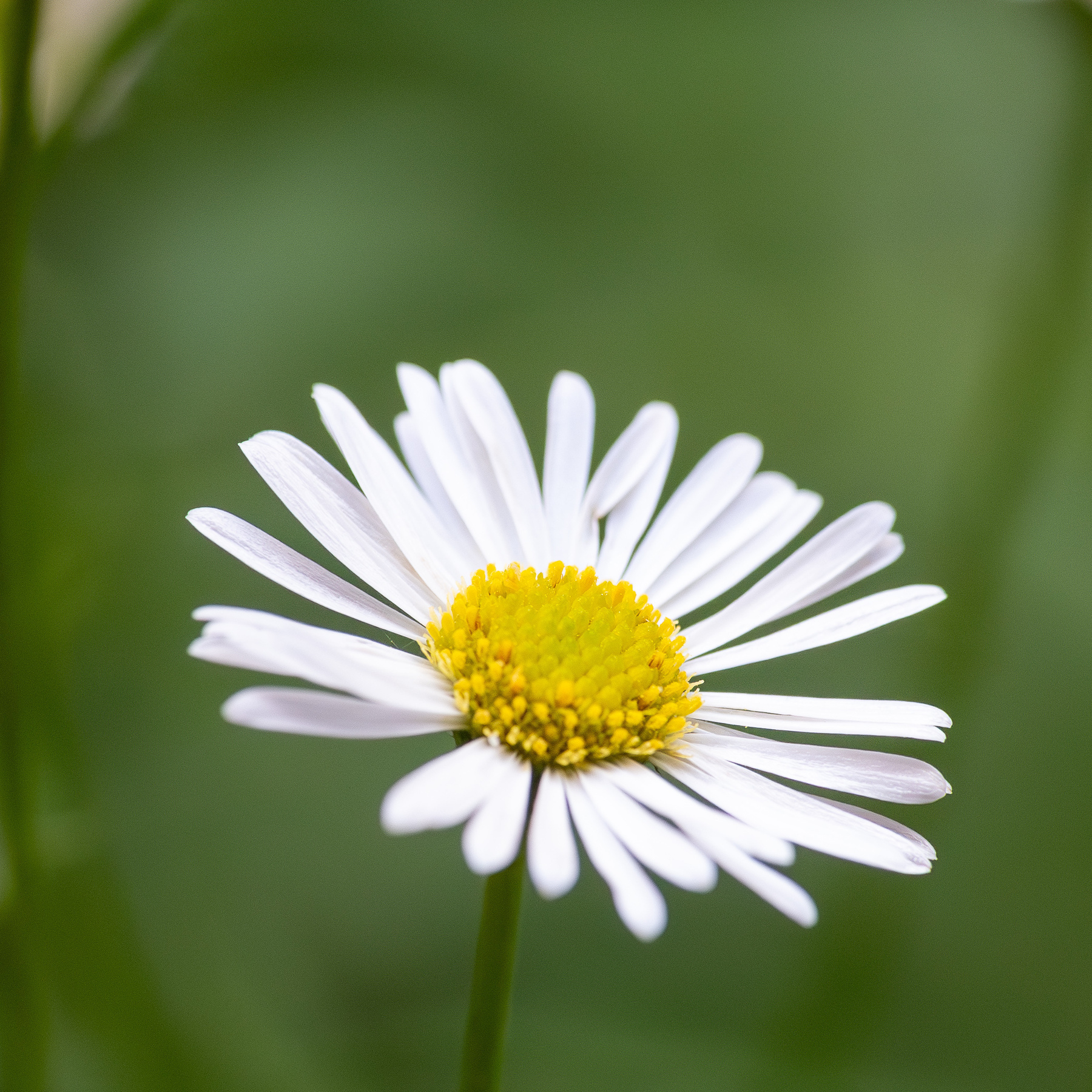 A daisy