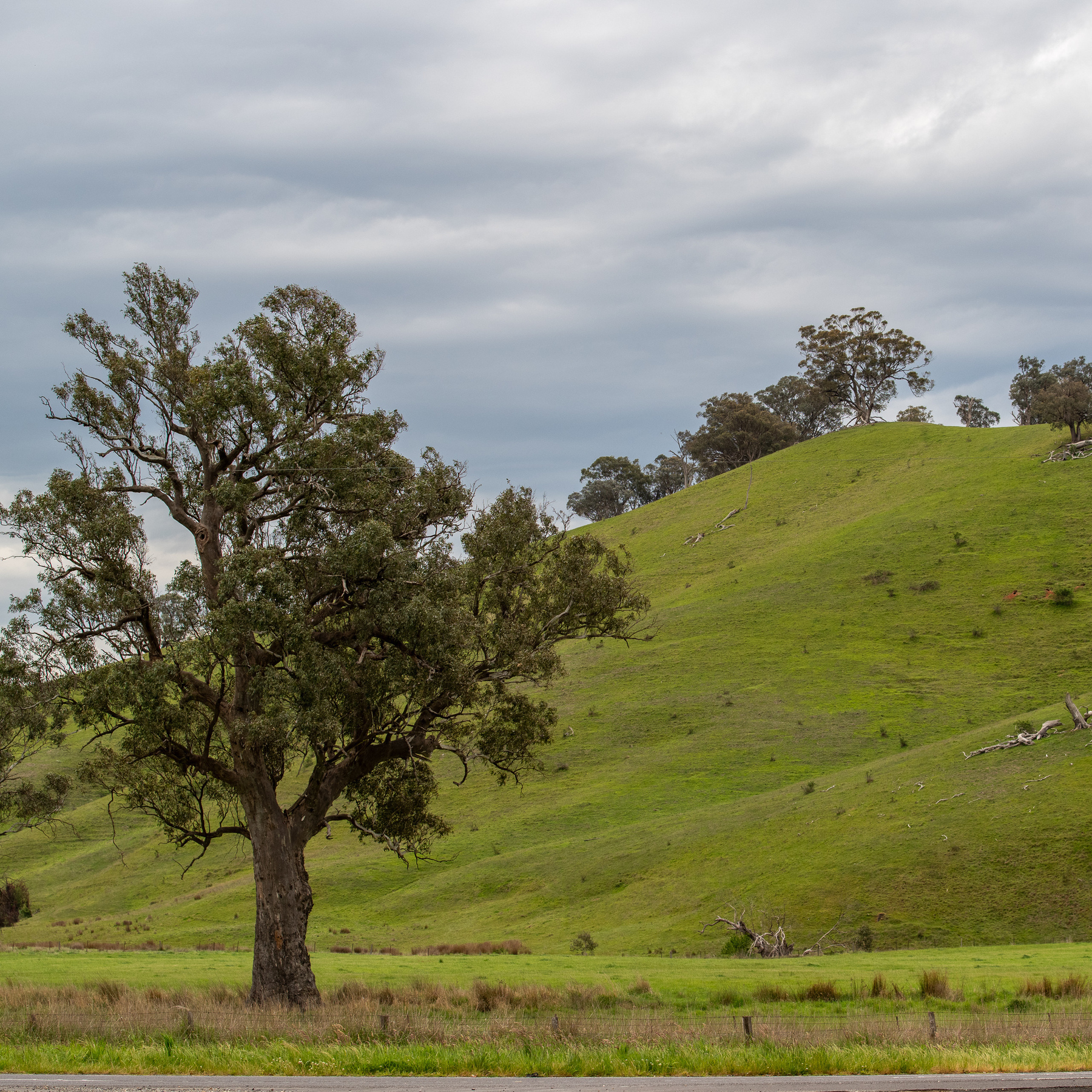 A tree in the gum tree in the foreground at the left, in the background on the right a gently slopping hill covered in green grass. Grey clouds in the sky with no blue at all.