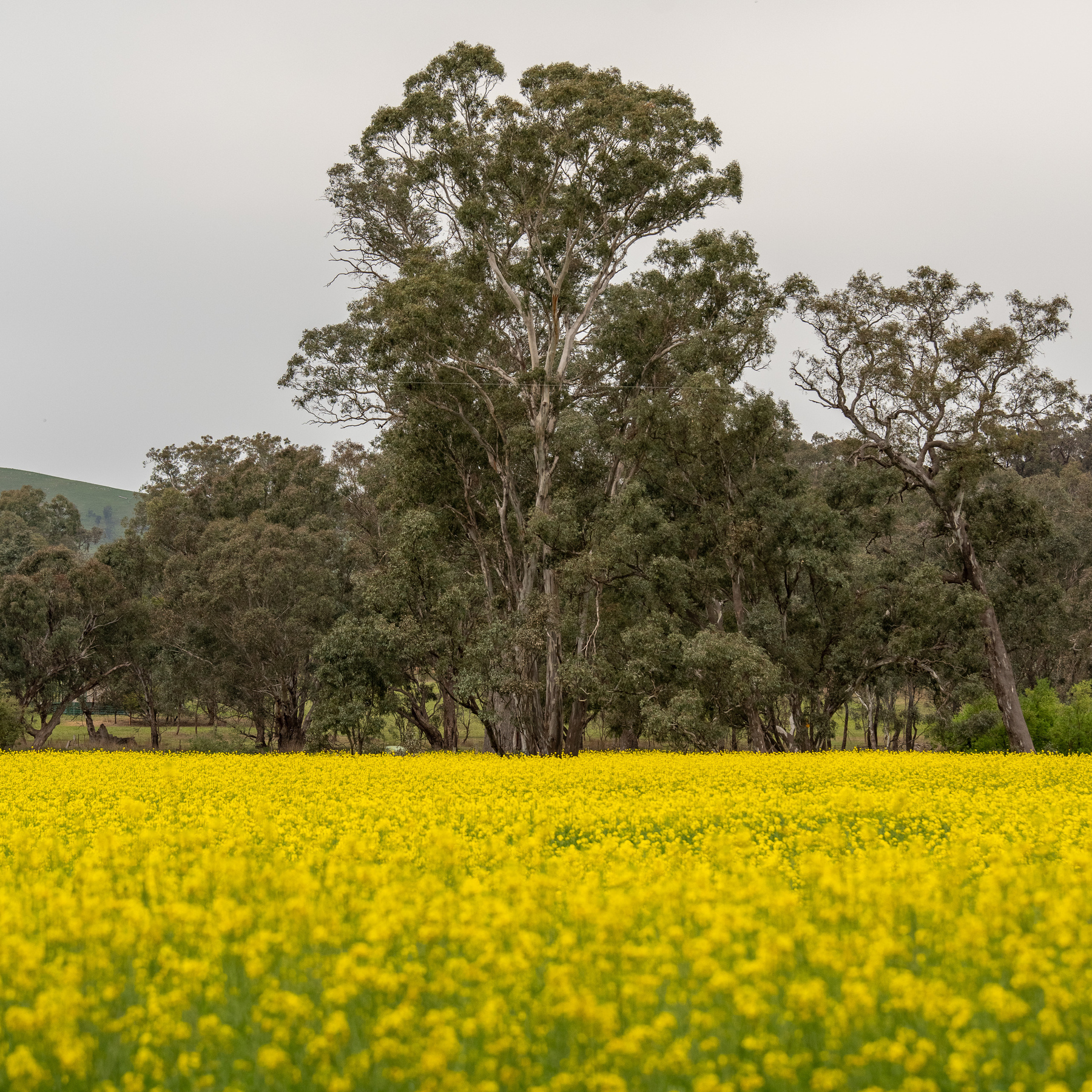 A tall gum tree in the centre at the back, in the foreground out of focus is a canola field.