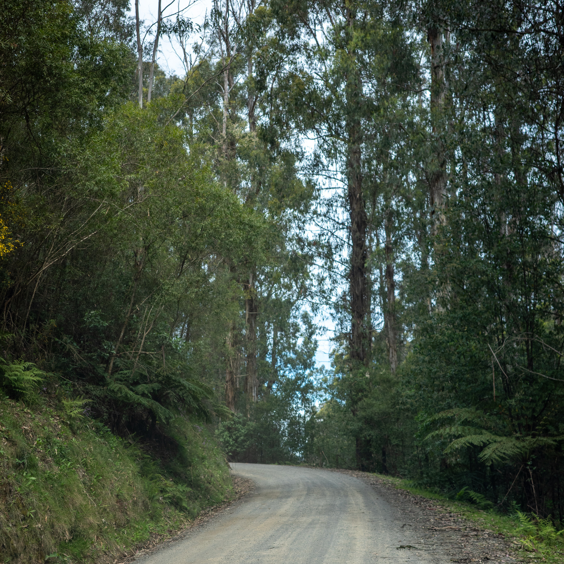 Gravel road surrounded by tall gum trees - driving through King Lake National Park