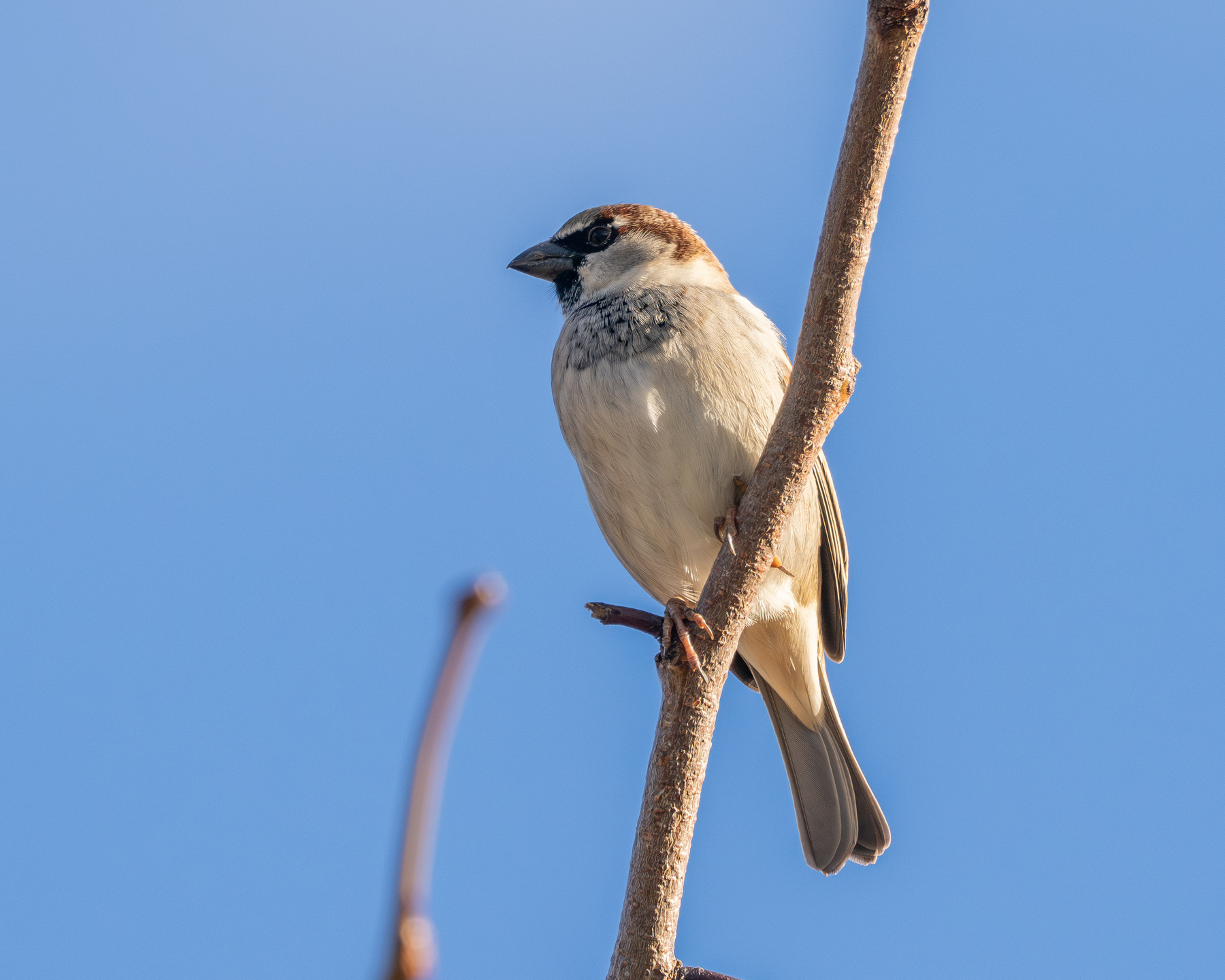 A sparrow sitting on a bare branch with a clear blue sky in the background.