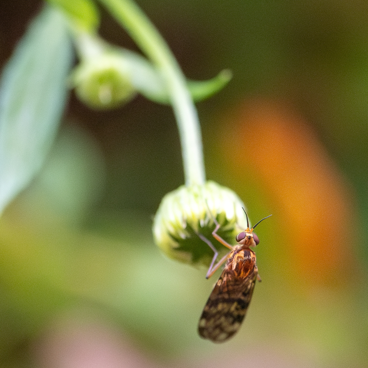 A bug on a daisy flower bud.