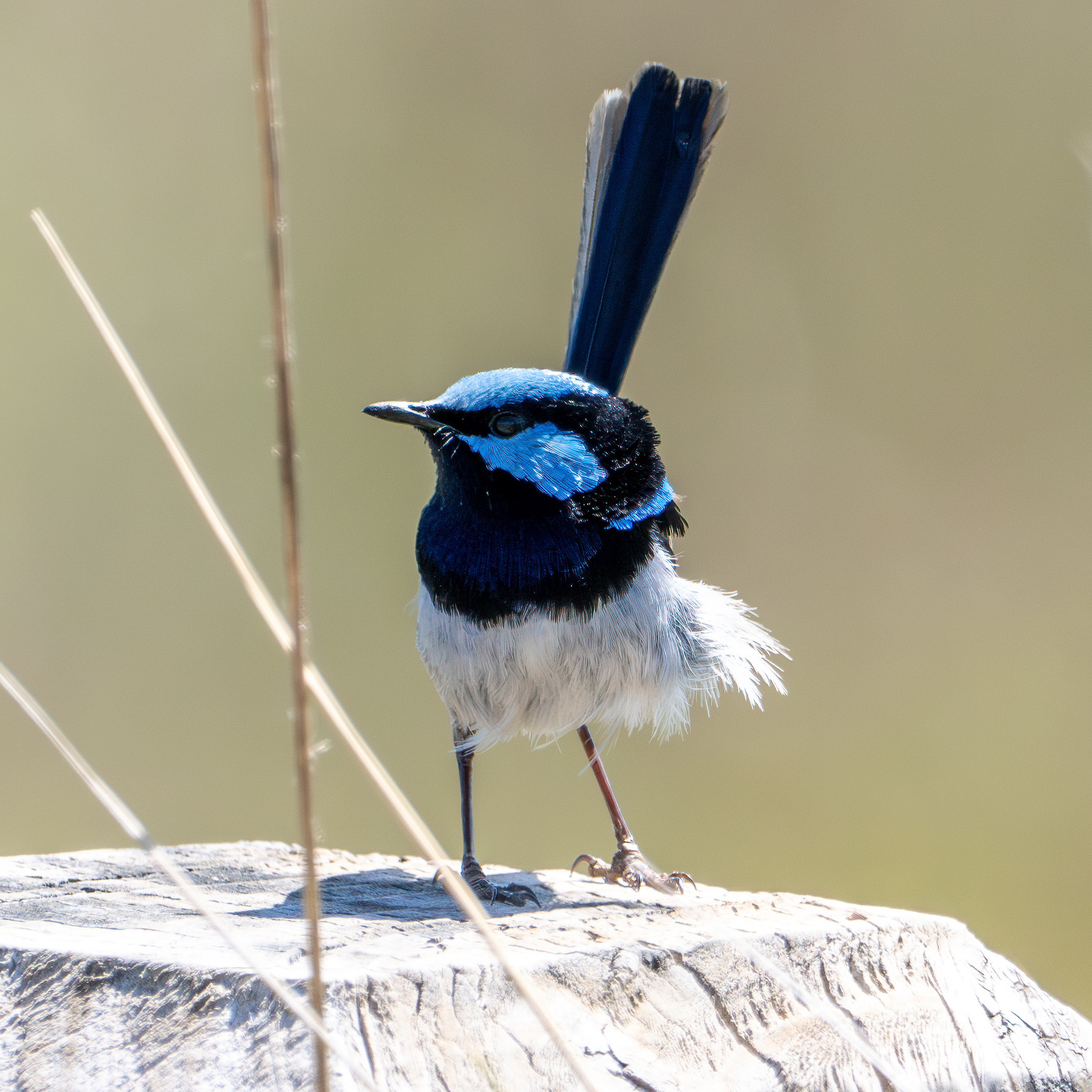 Superb Fairywren on a post. It has bright blue feathers around its head.