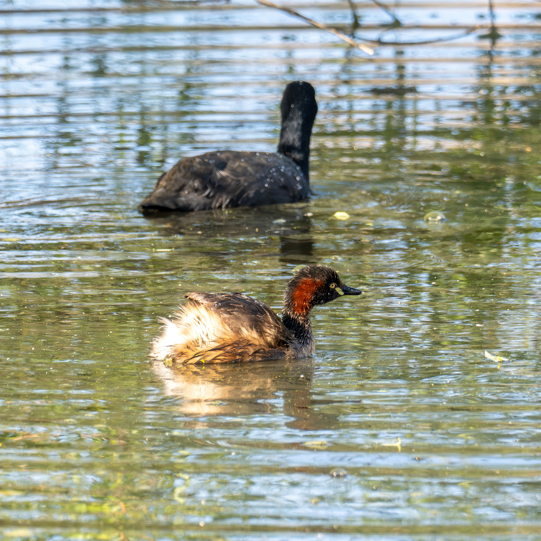 A grebe on the water. Its feathers are wet from diving under. In the background is a coot swiming away.