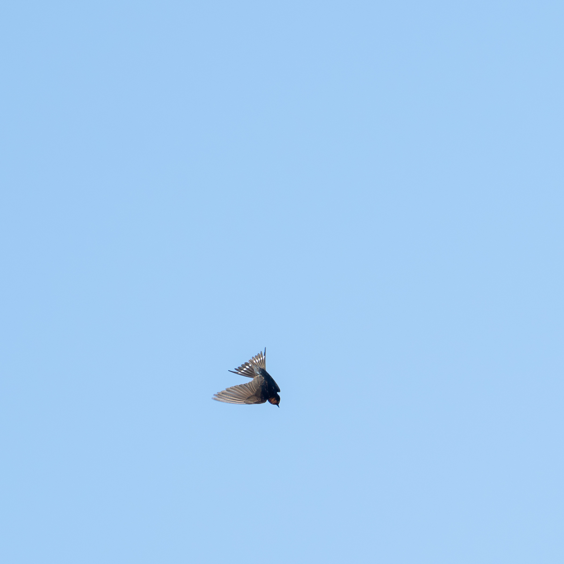 A swollow in flight diving at an insect I can't see. Clear blue sky behind.