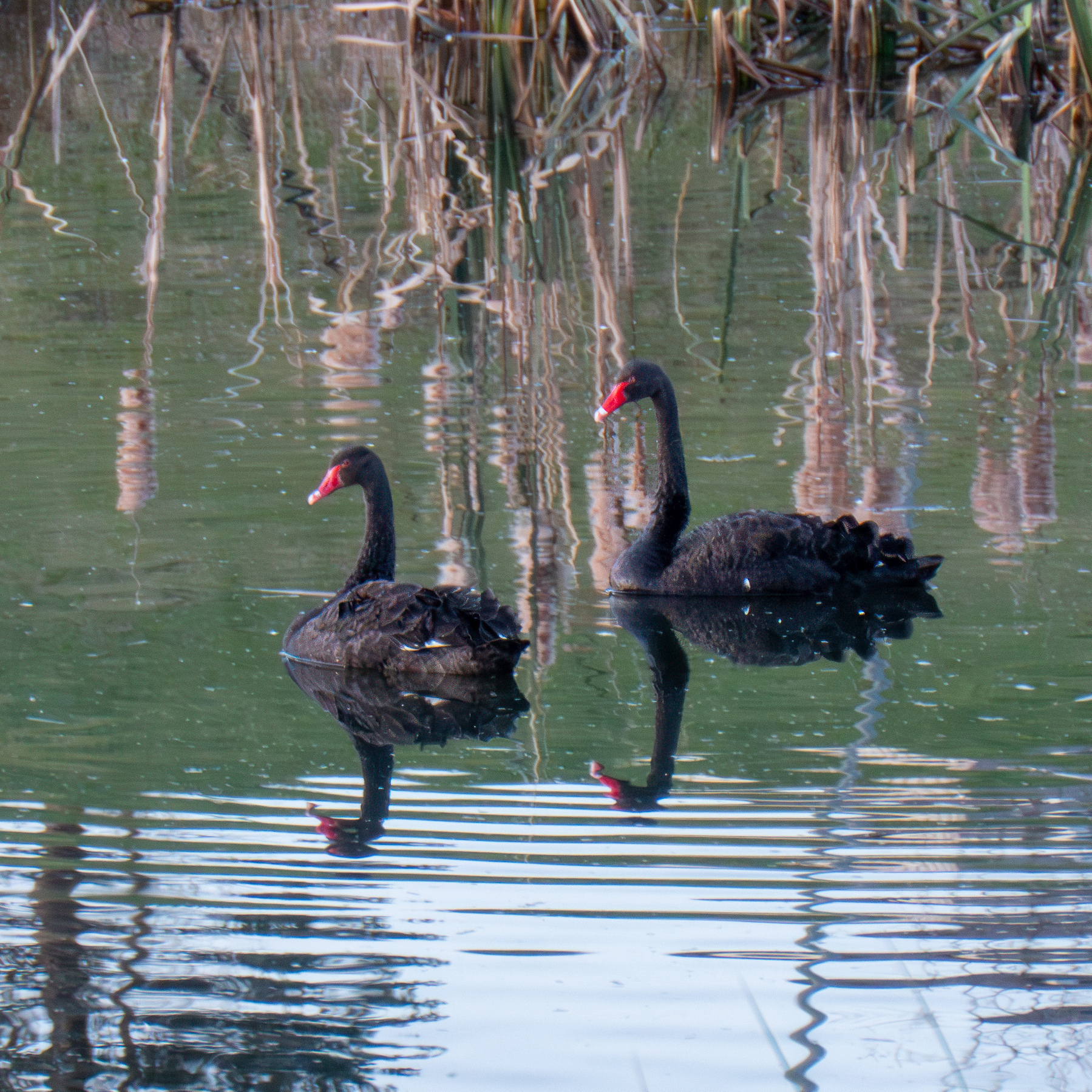 Two black swans on a small pond.