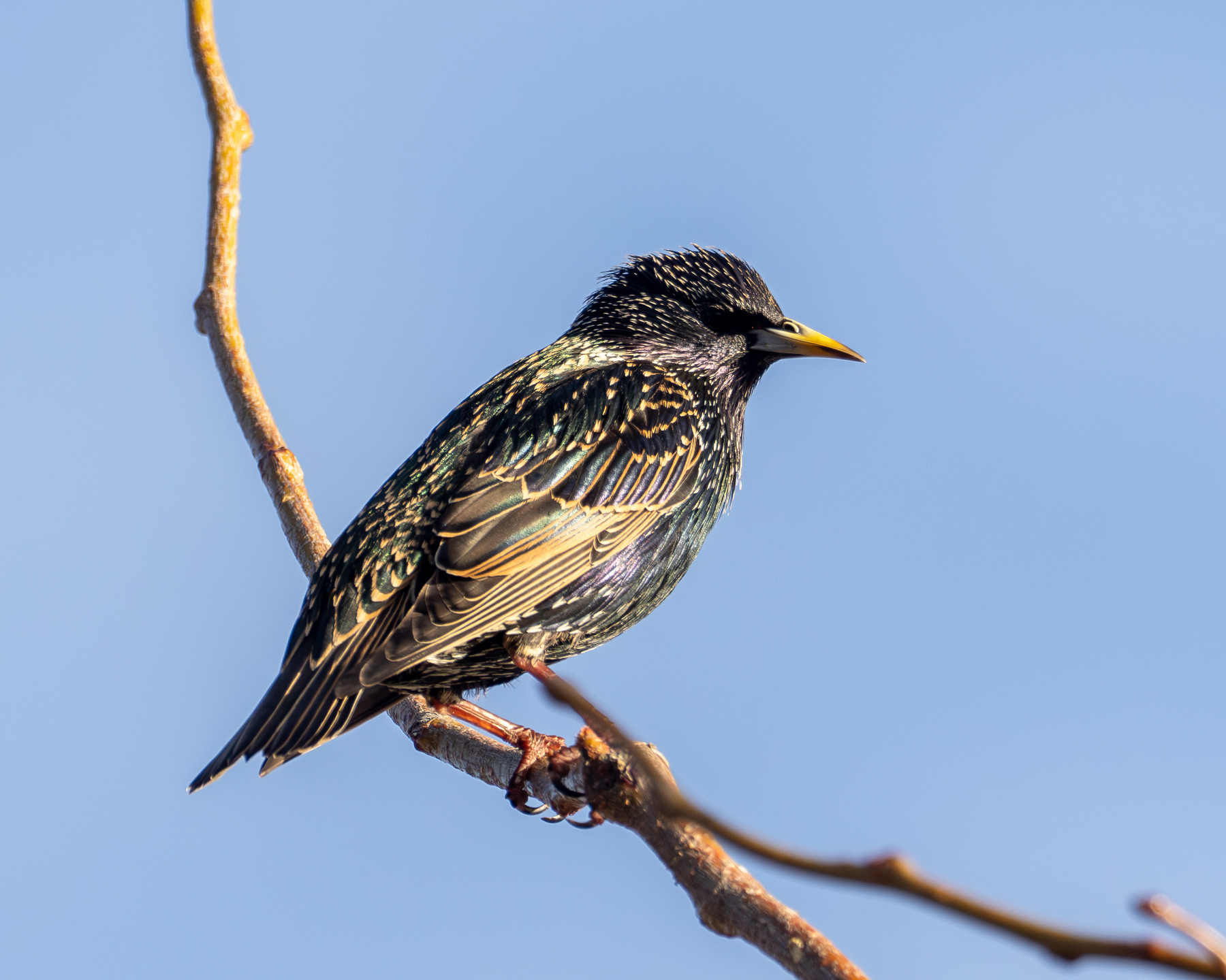 A starling sitting on a branch with no leaves, clear blue sky in the background.