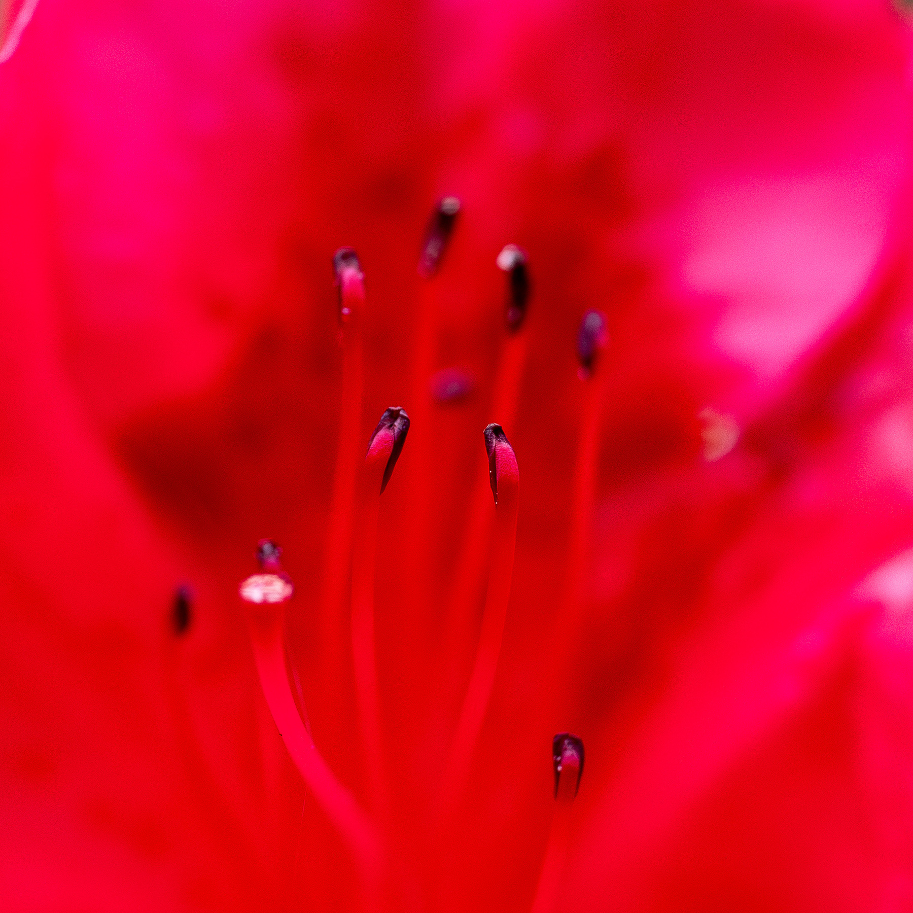 The centre of an azalea