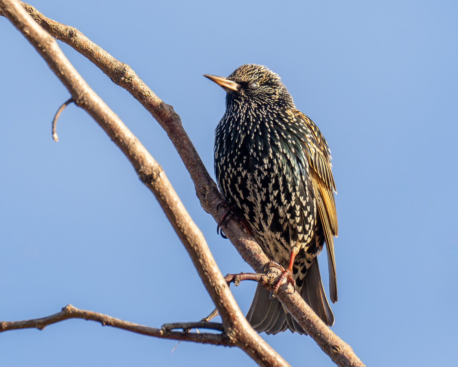 A starling sitting on a branch with no leaves, clear blue sky in the background.