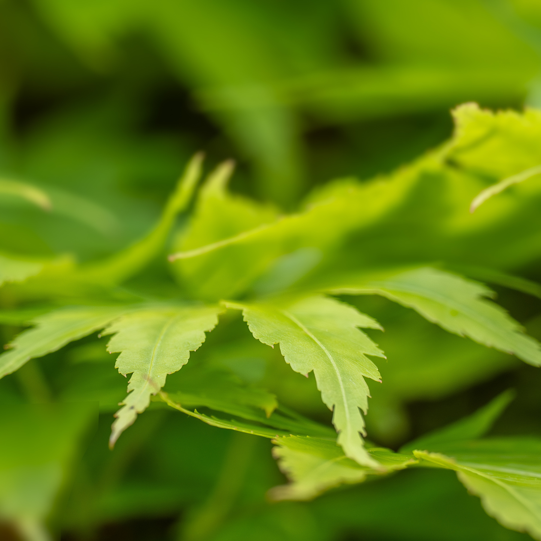 Leaves of maple tree, maybe.