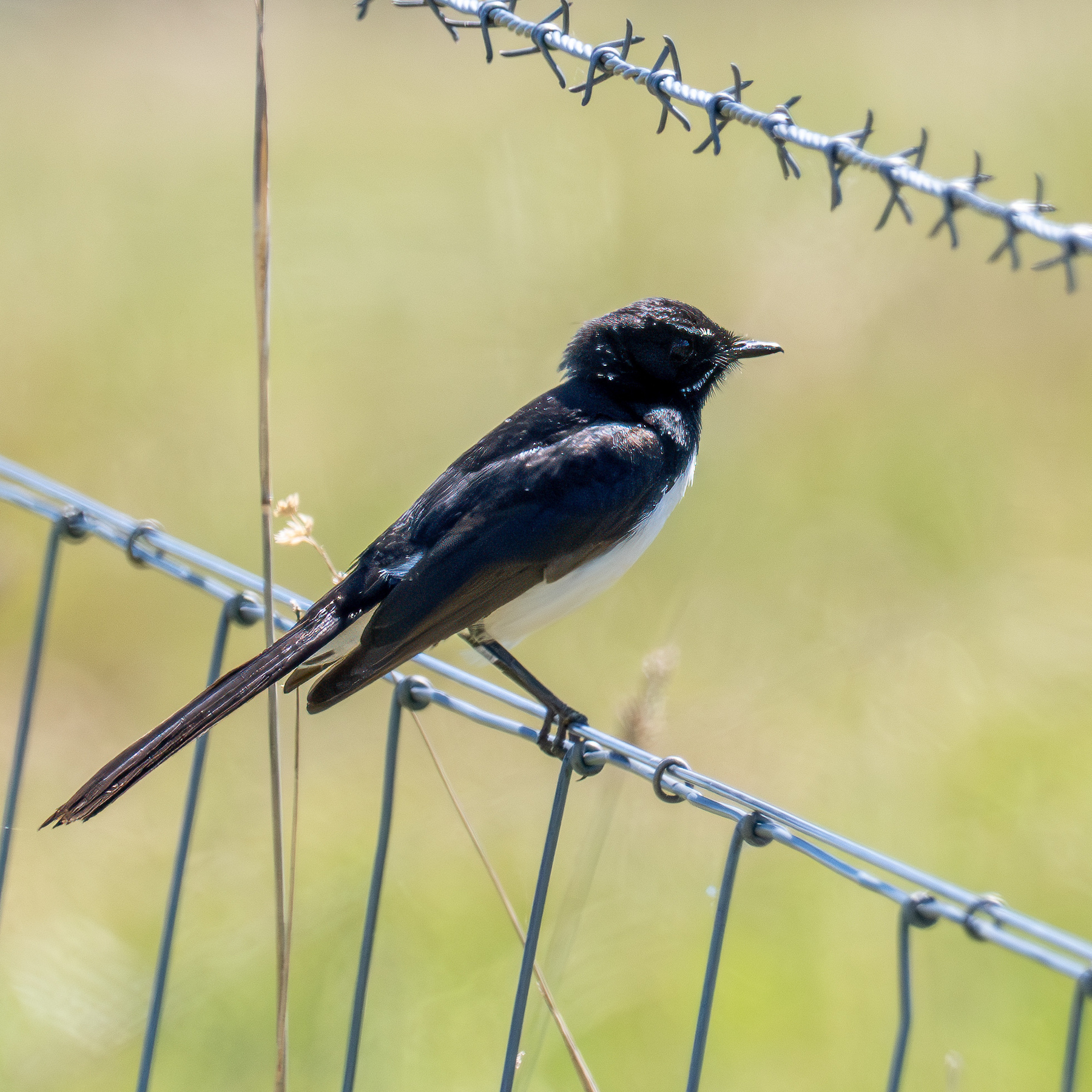 A flycatcher sitting on a wire fence.