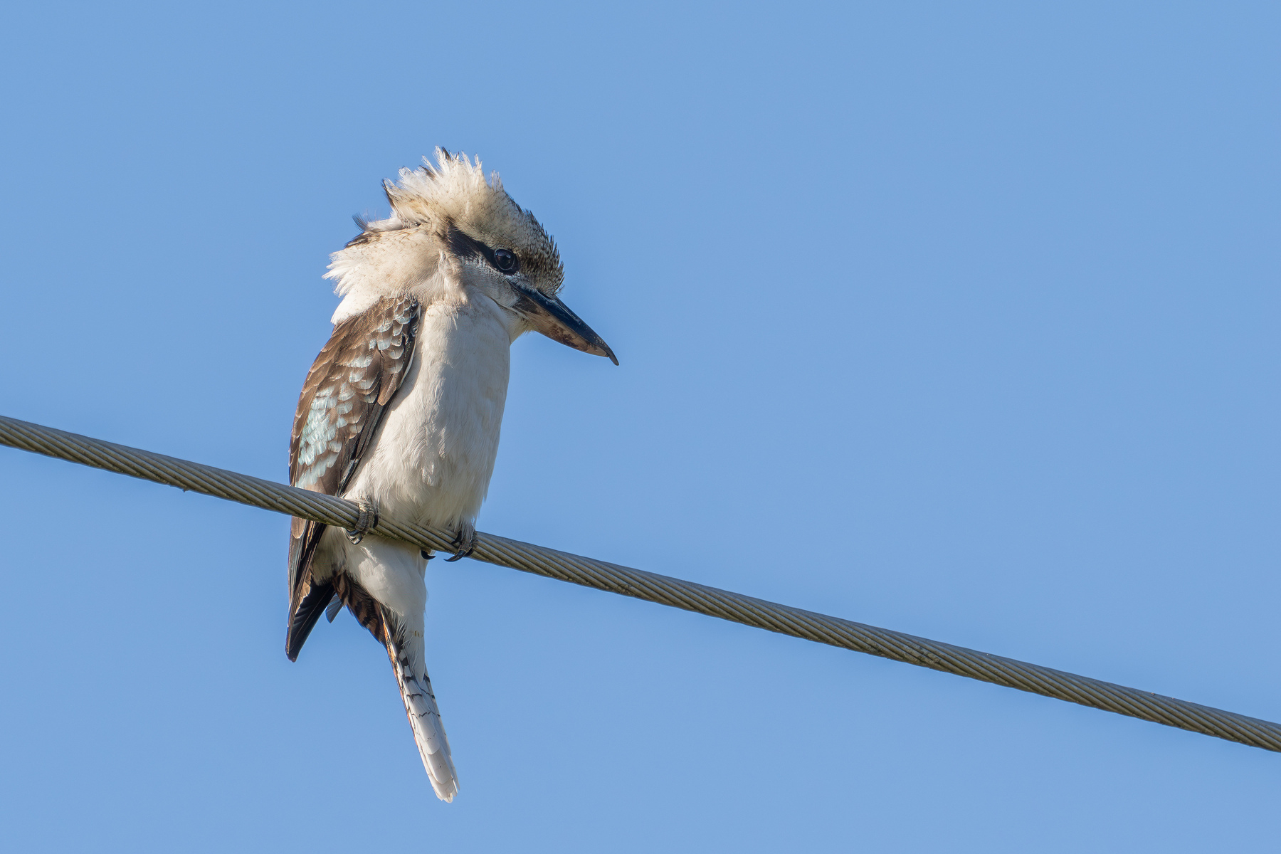 A kookaburra perched on a powerline.