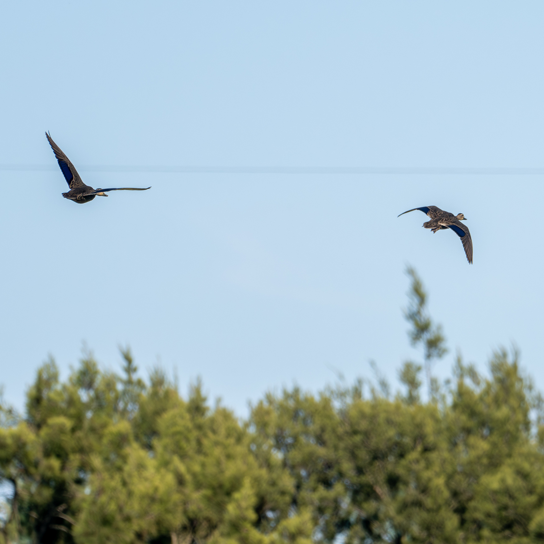 Two ducks in flight above tree tops in the background.