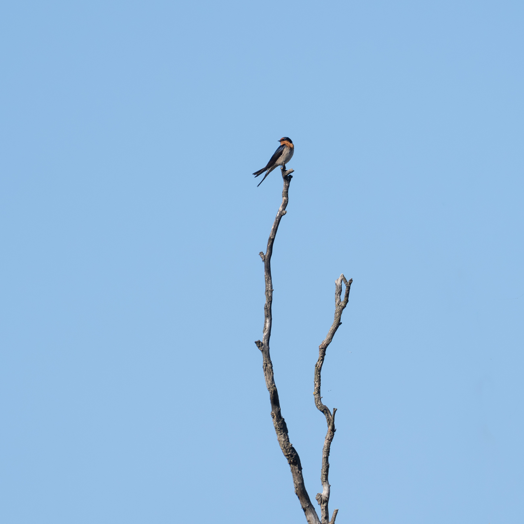 A swollow perched on the top of a branch of a long dead tree. Clear blue sky in the background.