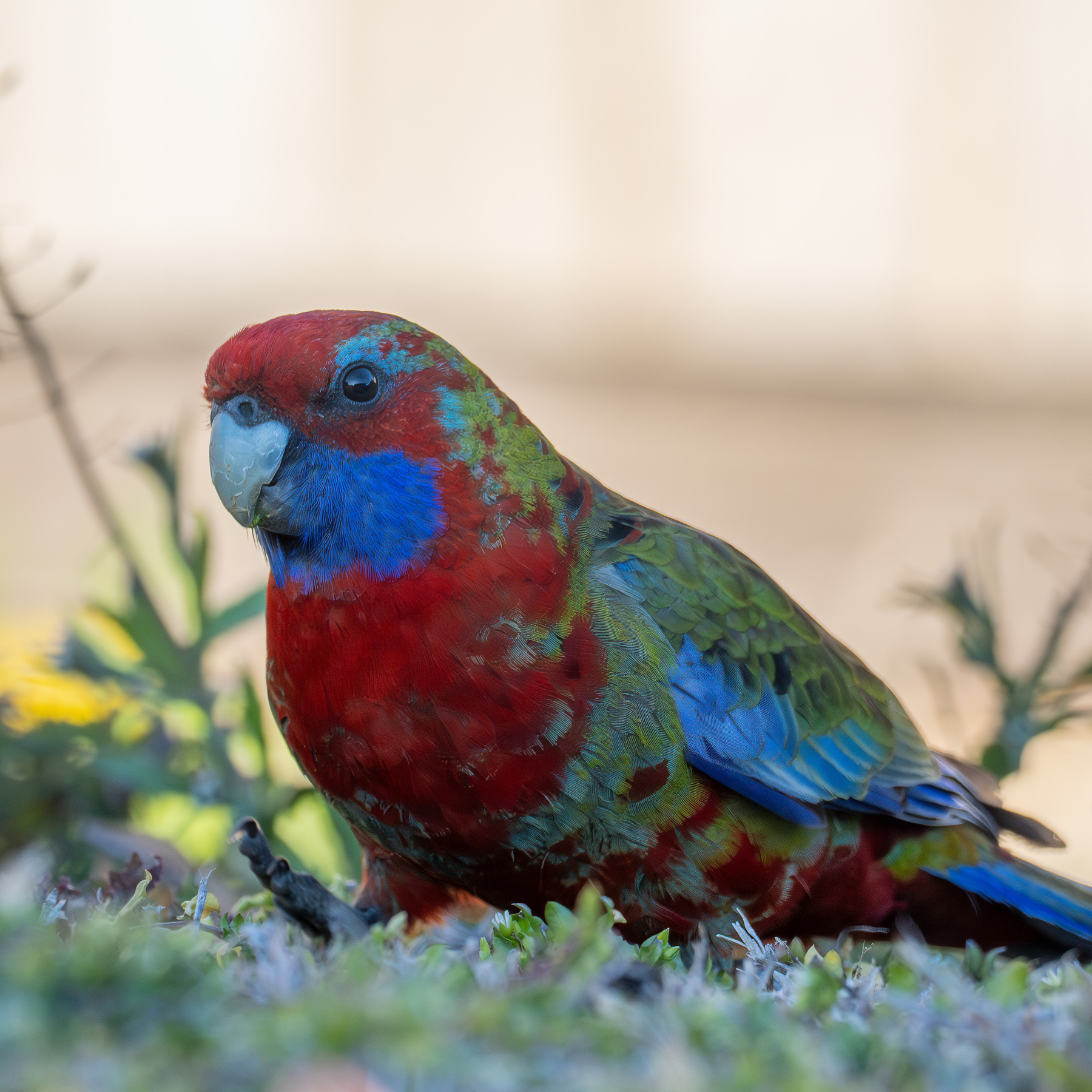 Crimson Rosella walking around my backyard