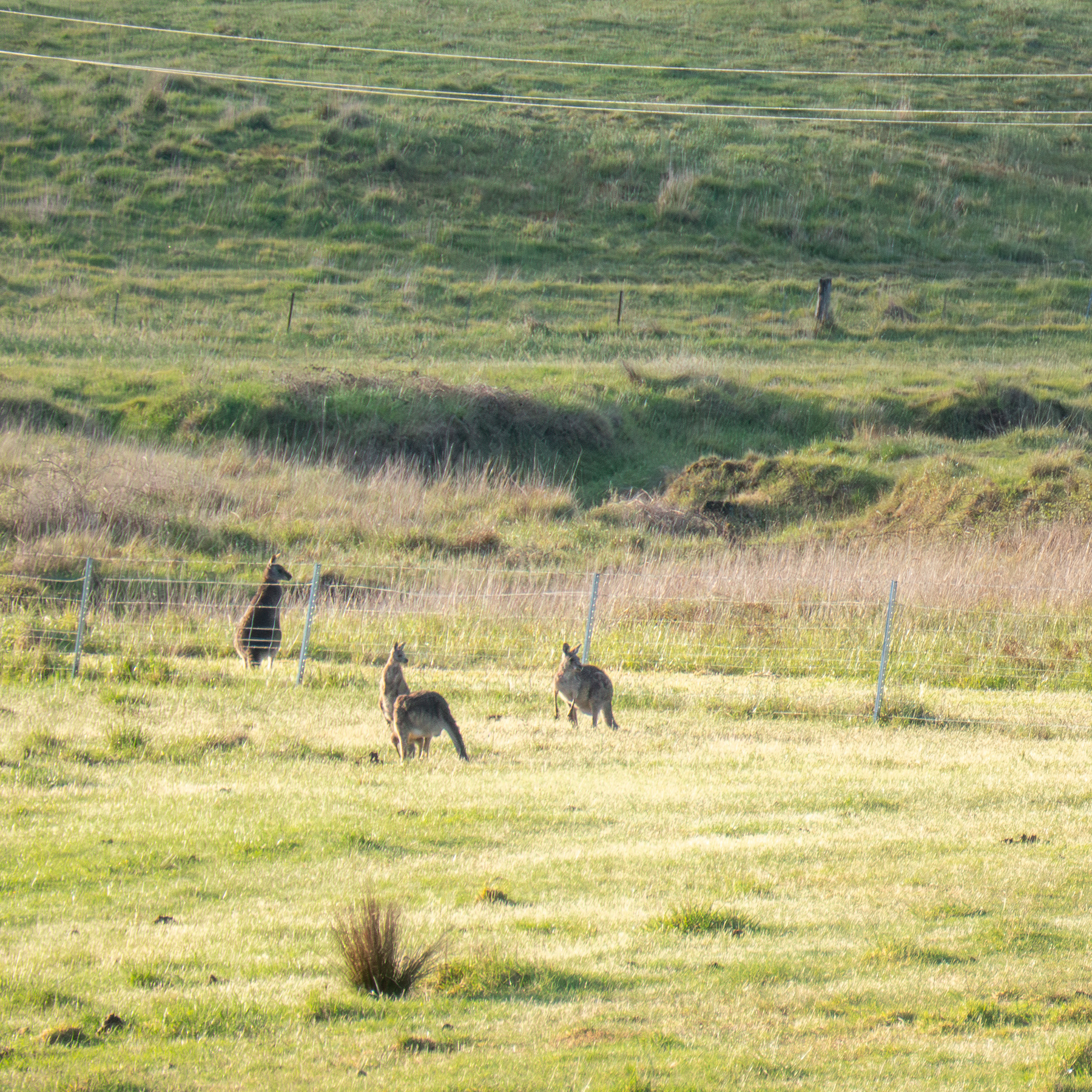 A few kangaroos in a grassy field.