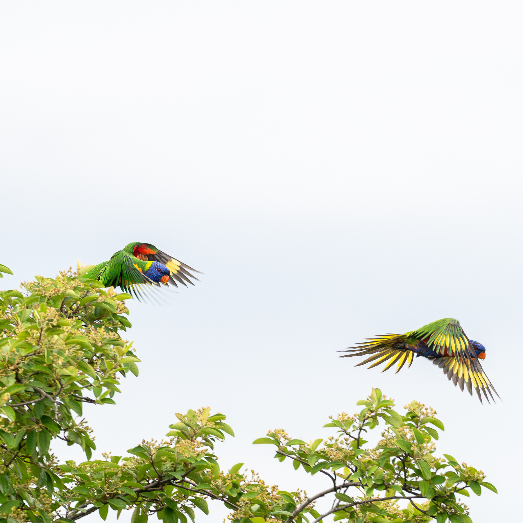 Two rainbow lorikeets in flight above a tree.