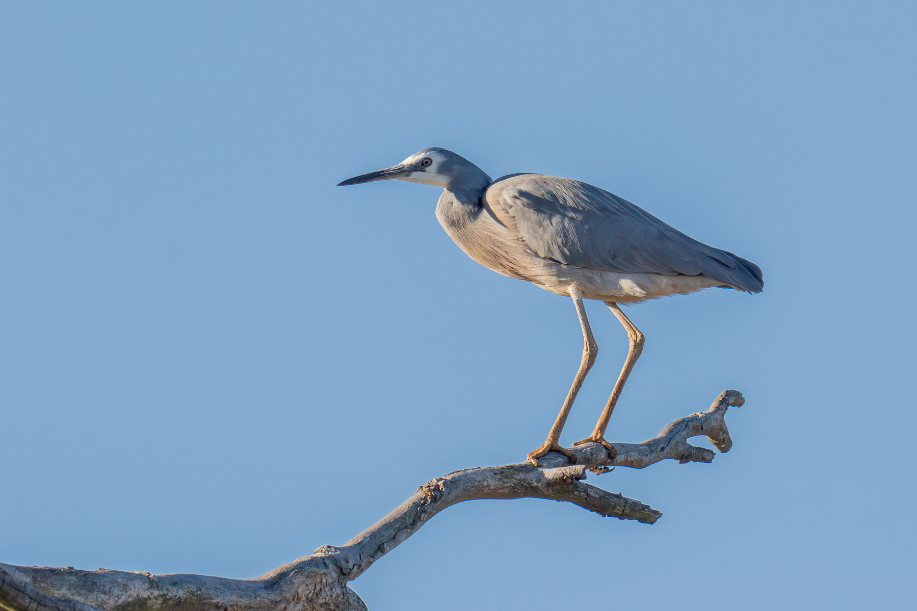 A white-faced heron on a bare branch.