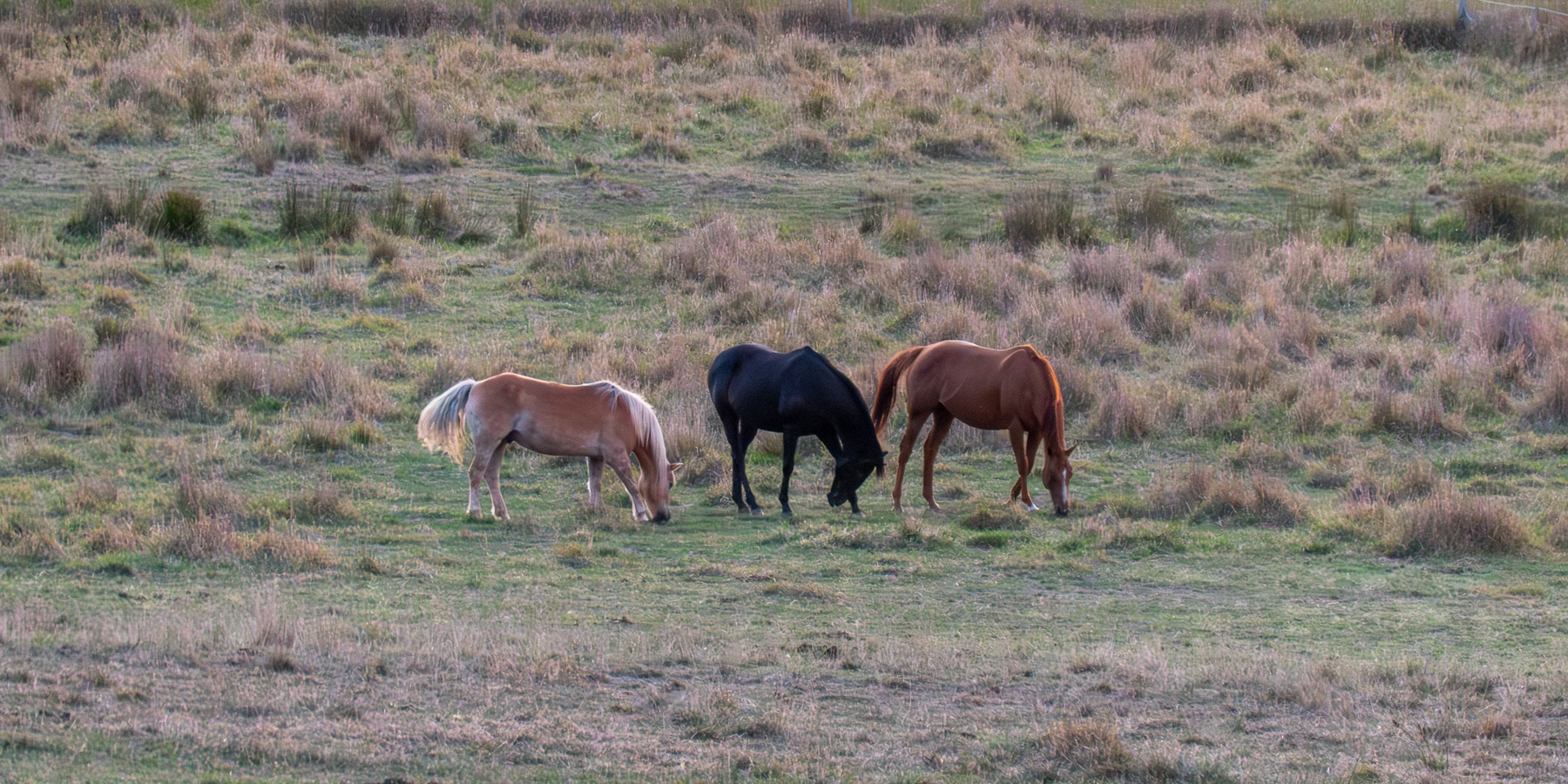 Three horses enjoying some grass in a field