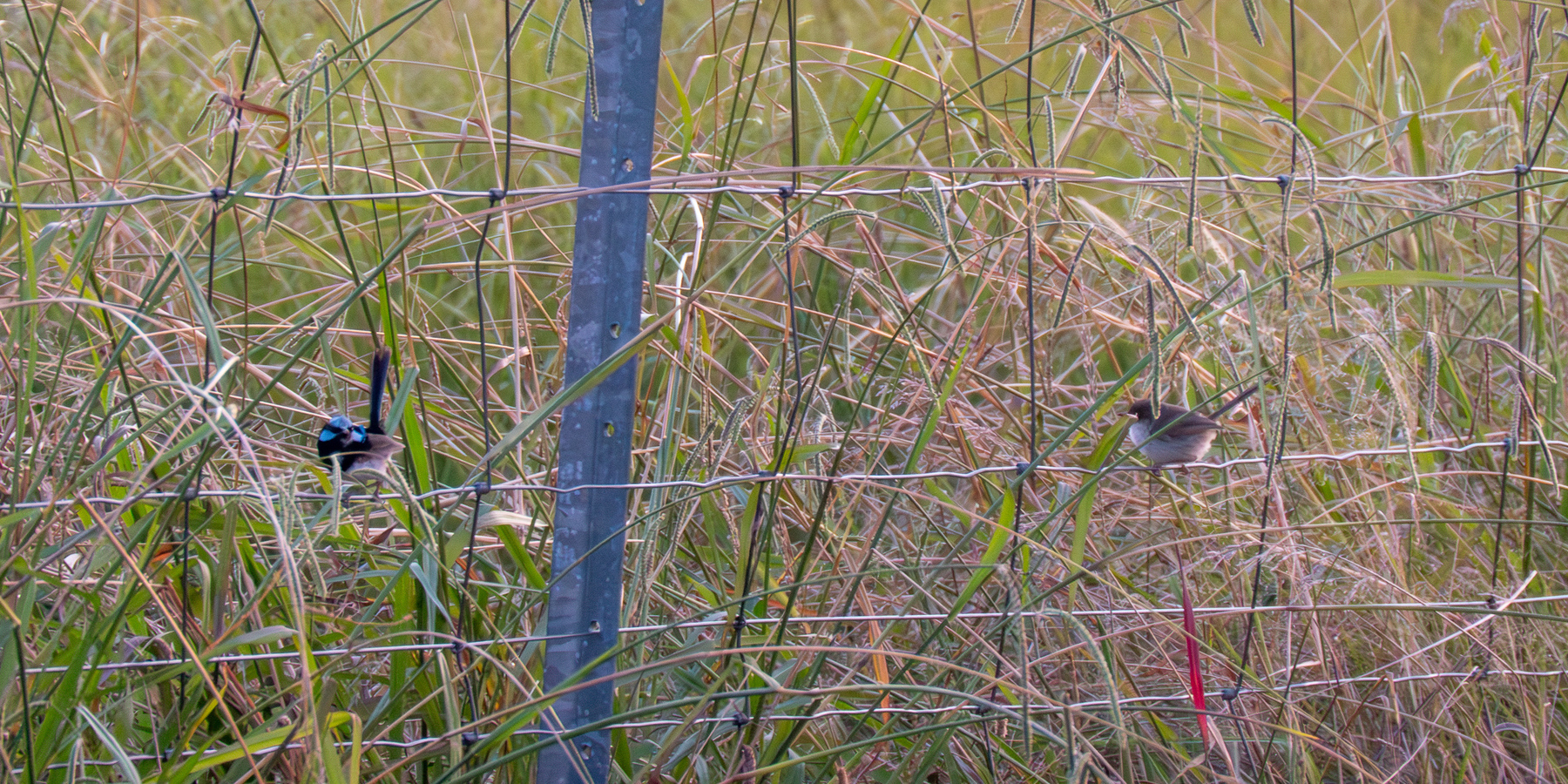 A pair of fairywrens sitting on a wire fence with long grass behind it.