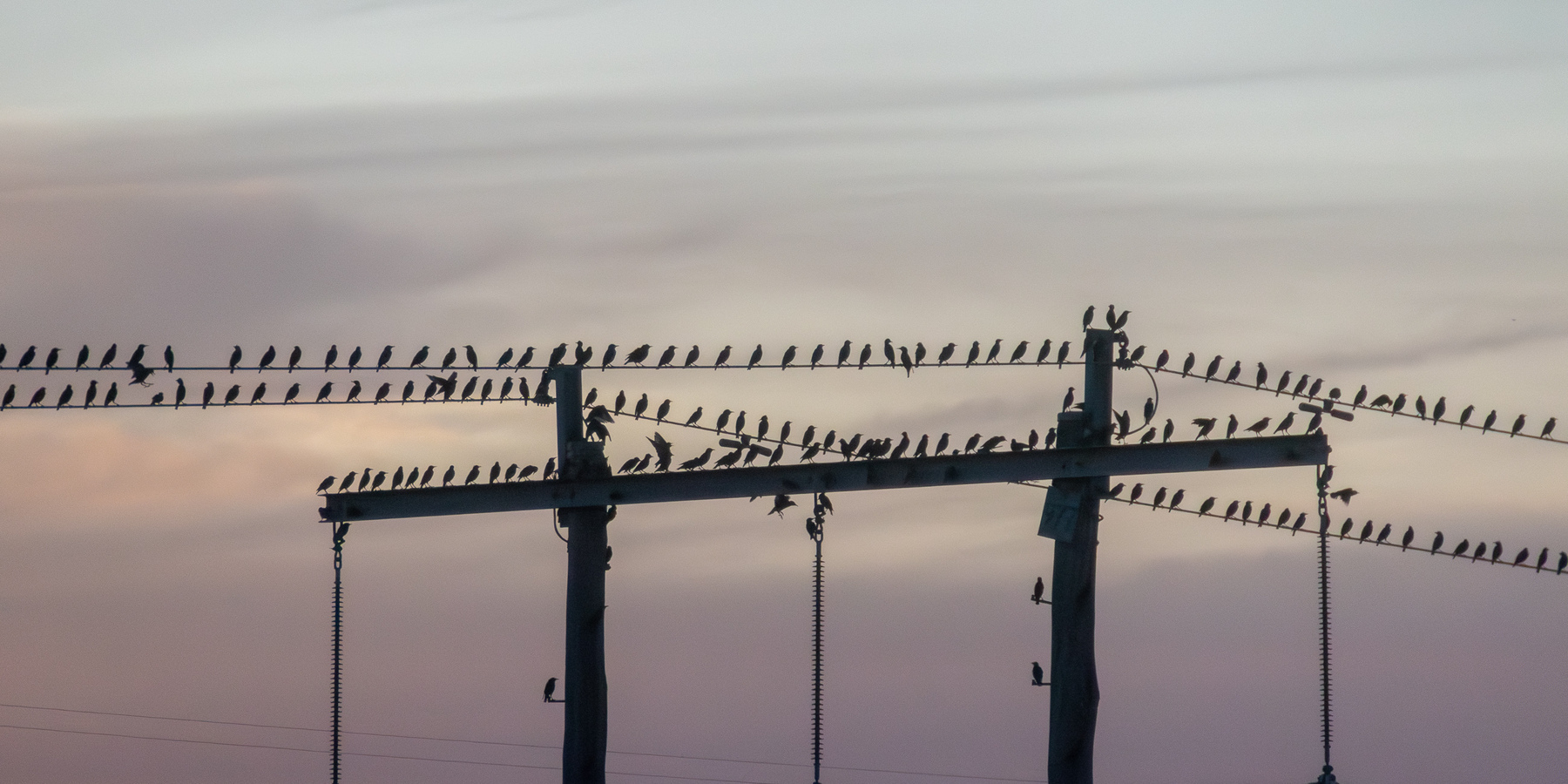 Silhouette of a flock of birds perched on a power line.