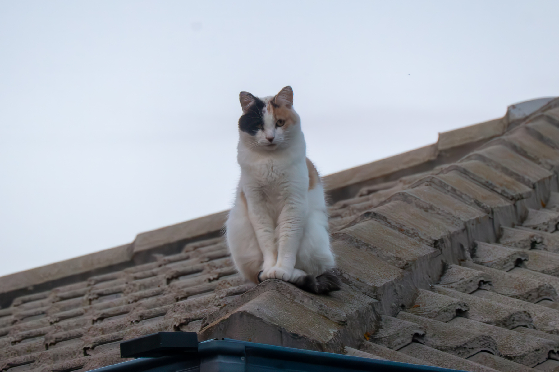 A white cat with black and orange spots sitting on a concrete tile roof of a house.