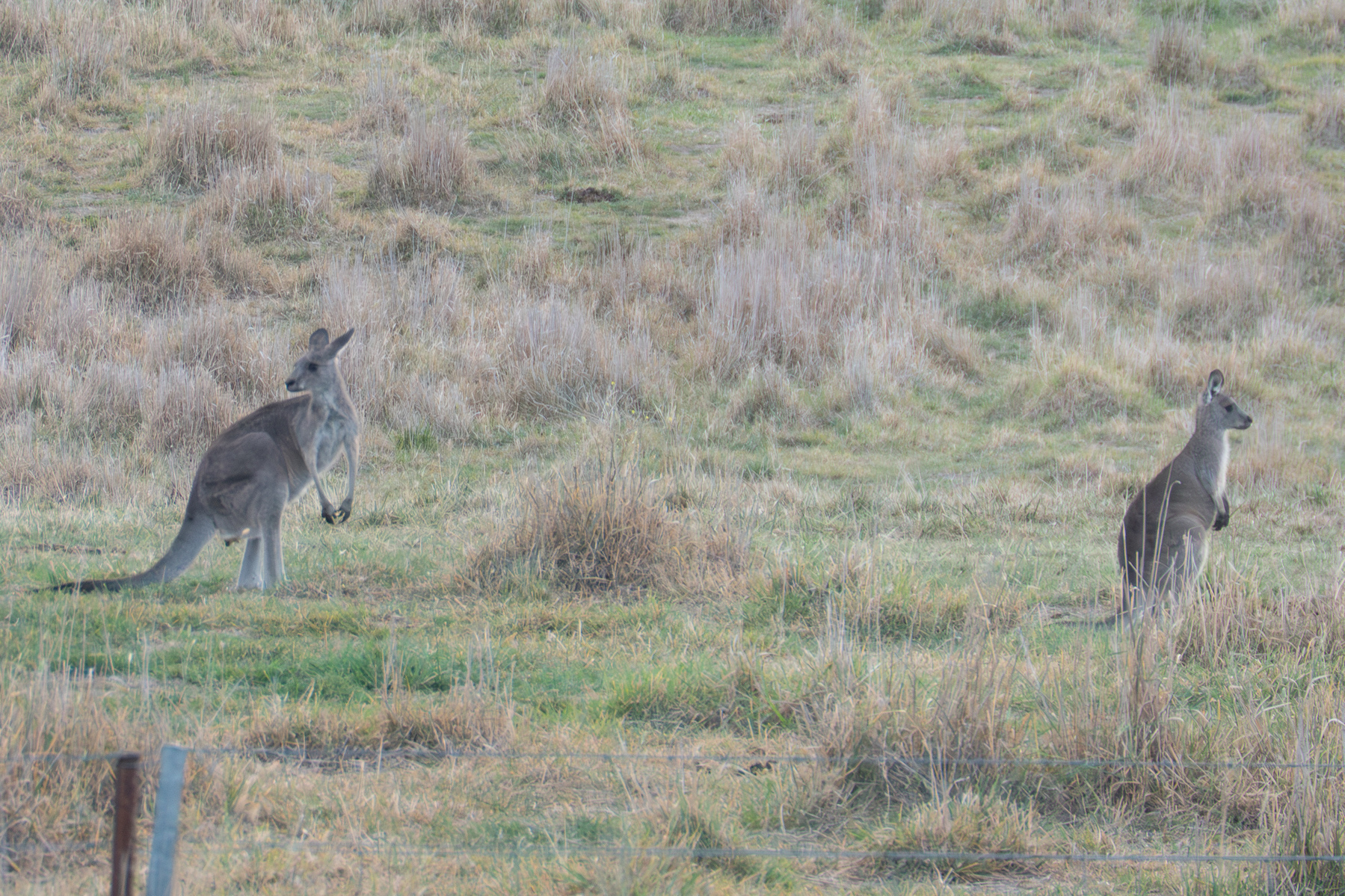 Two grey kangaroos in a field
